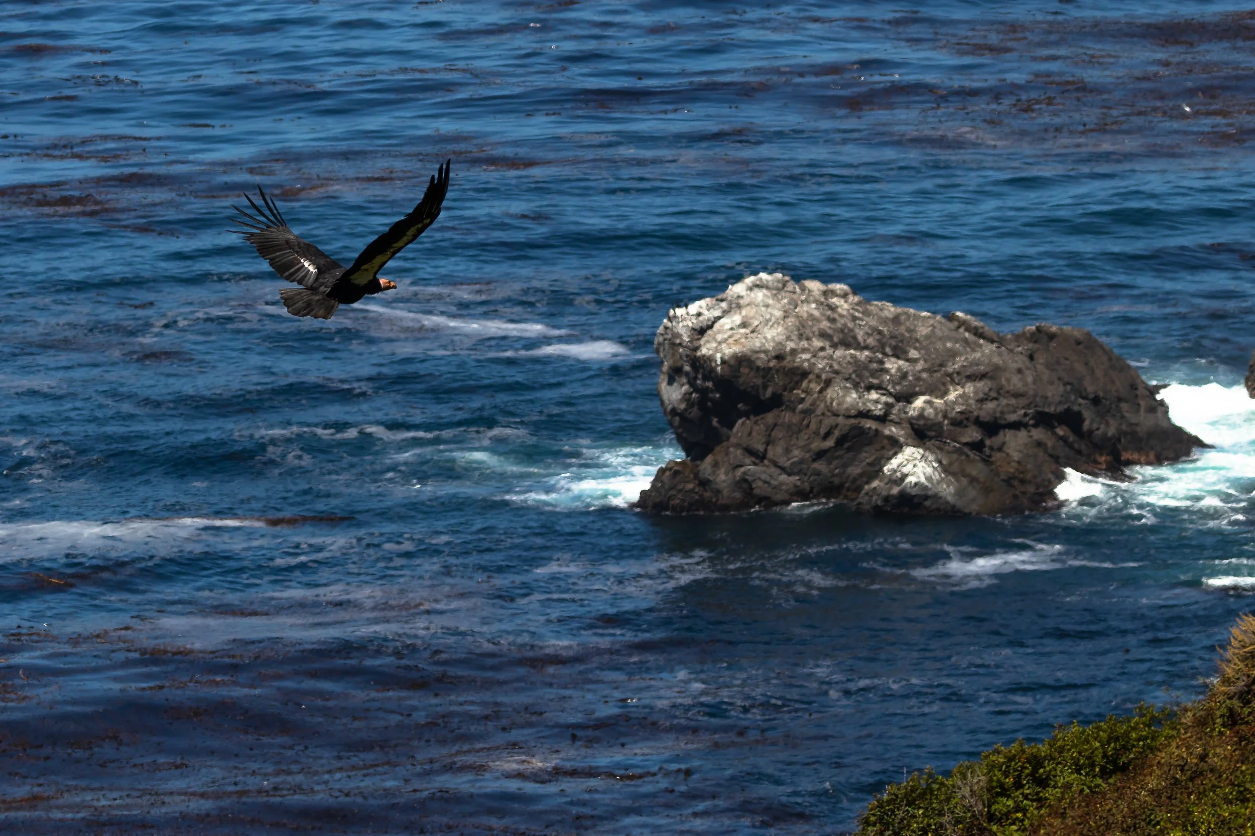 California Condor; September 2018