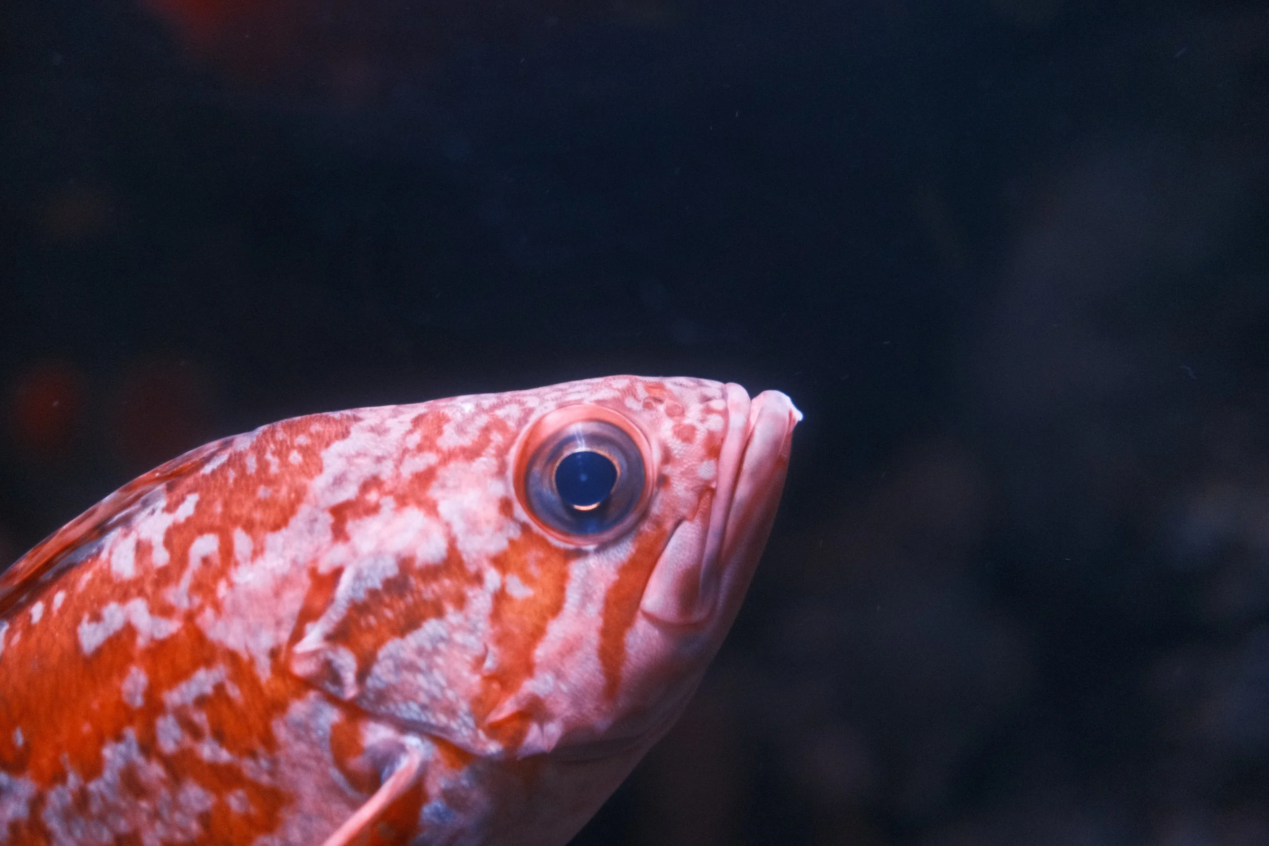 Long Beach, CA; December 2025