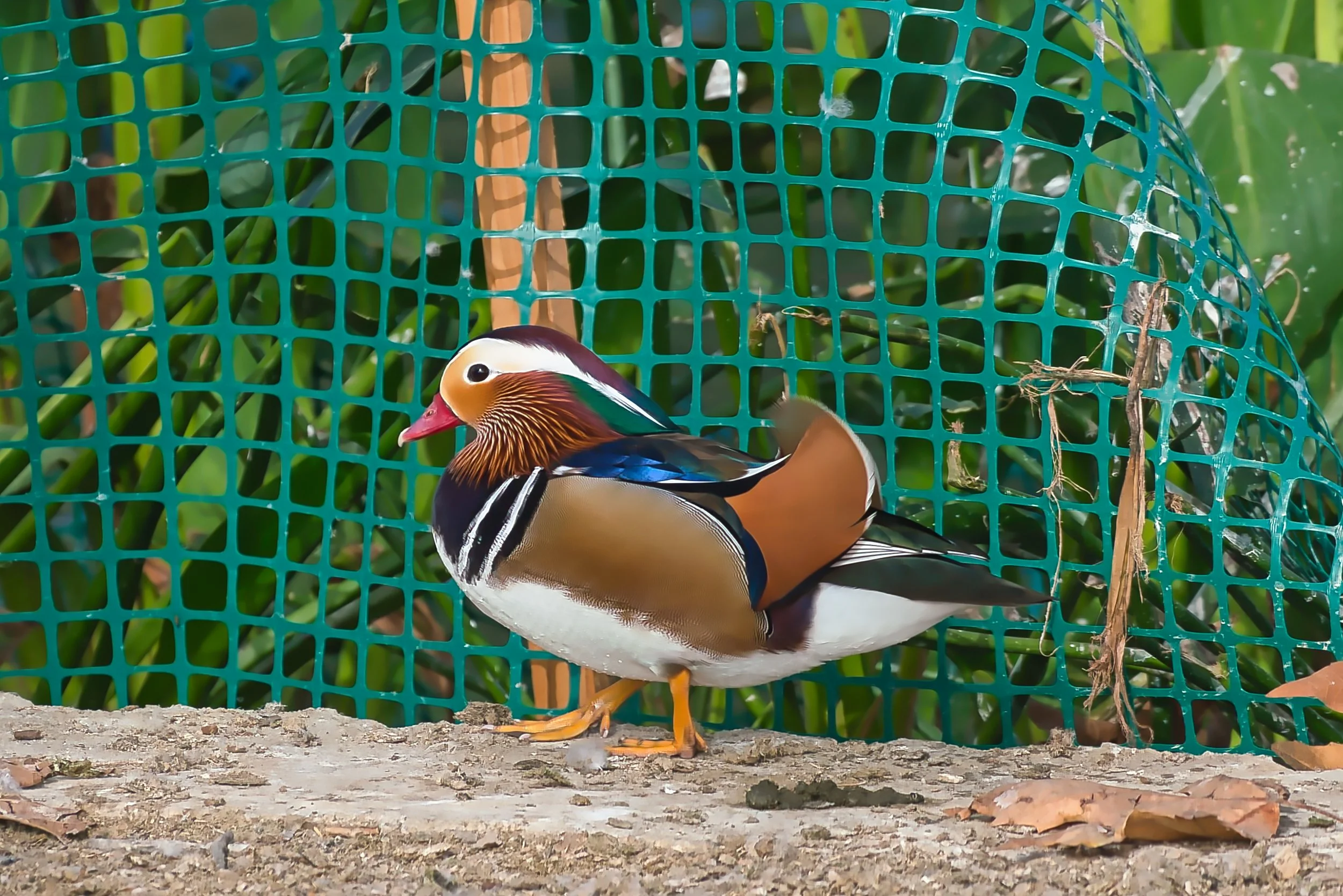 Harlequin Duck; November 2025