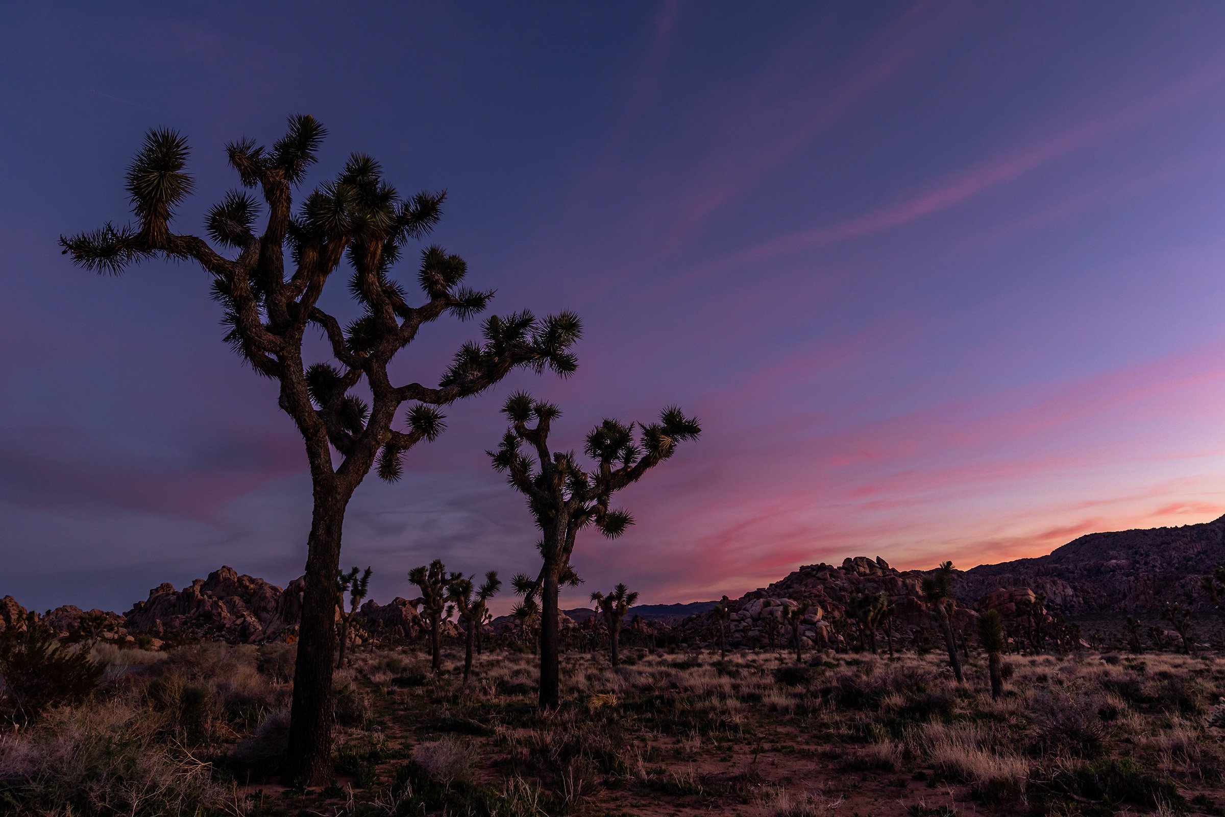 Joshua Tree, CA; March 2019