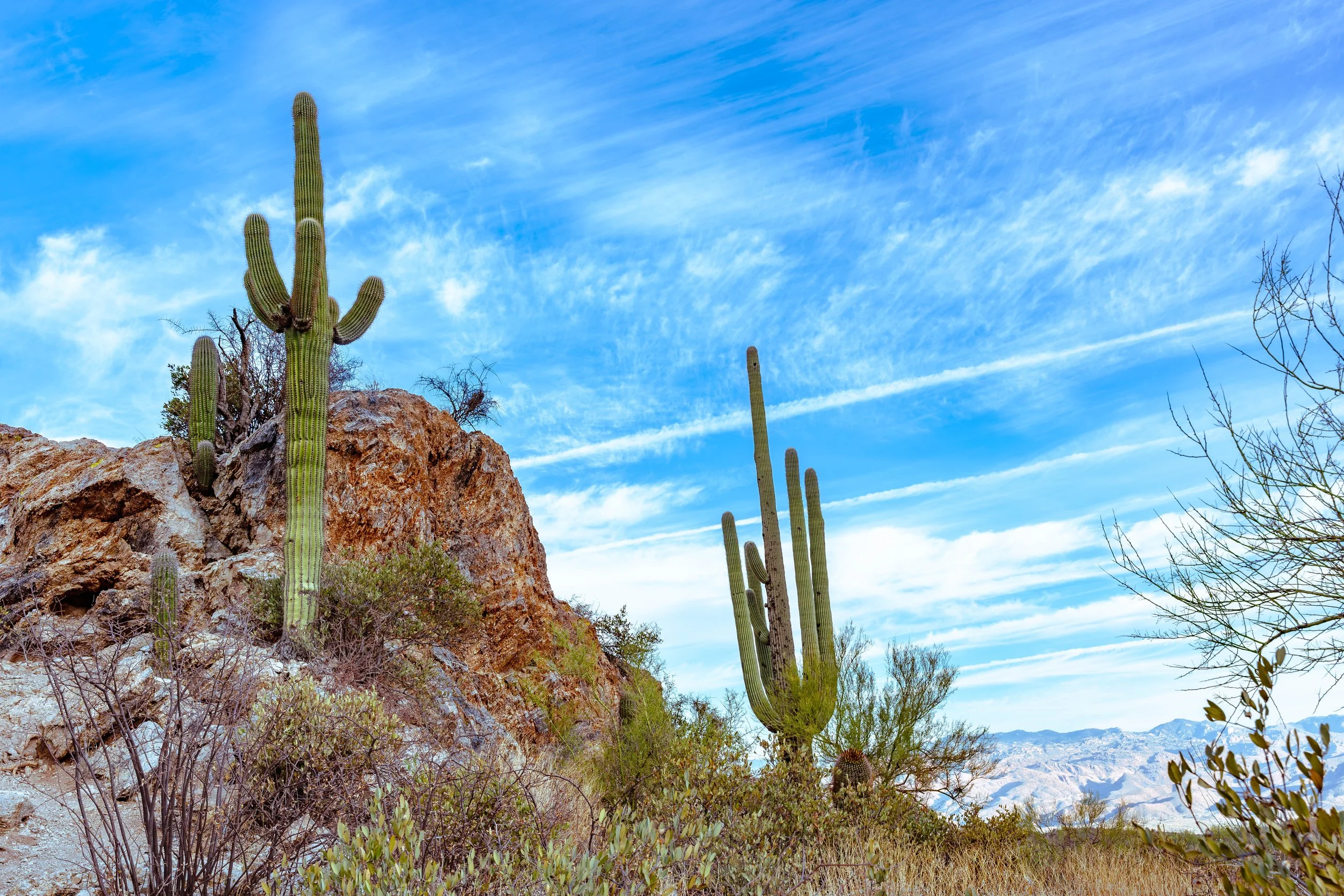 Saguaro National Park, AZ; October 2024