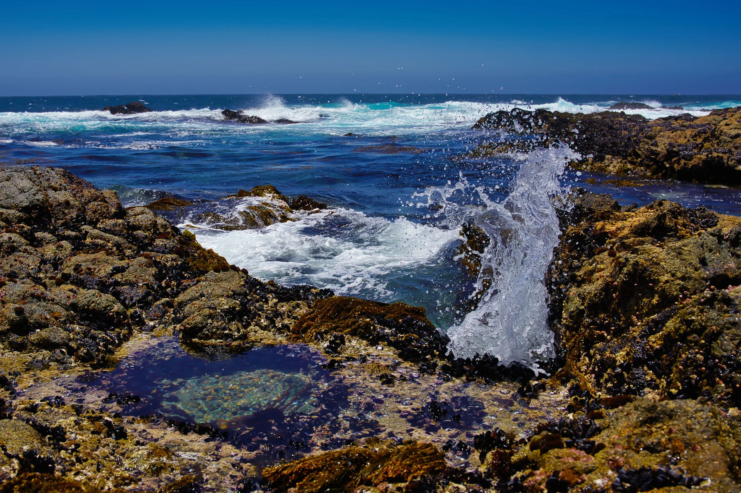 Point Lobos, CA; June 2022