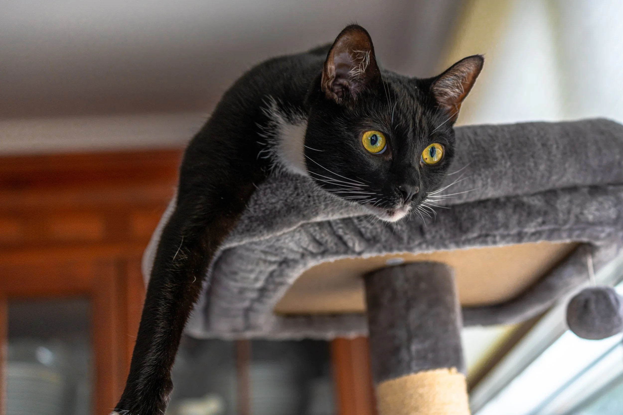 Domestic Cat; November 2021