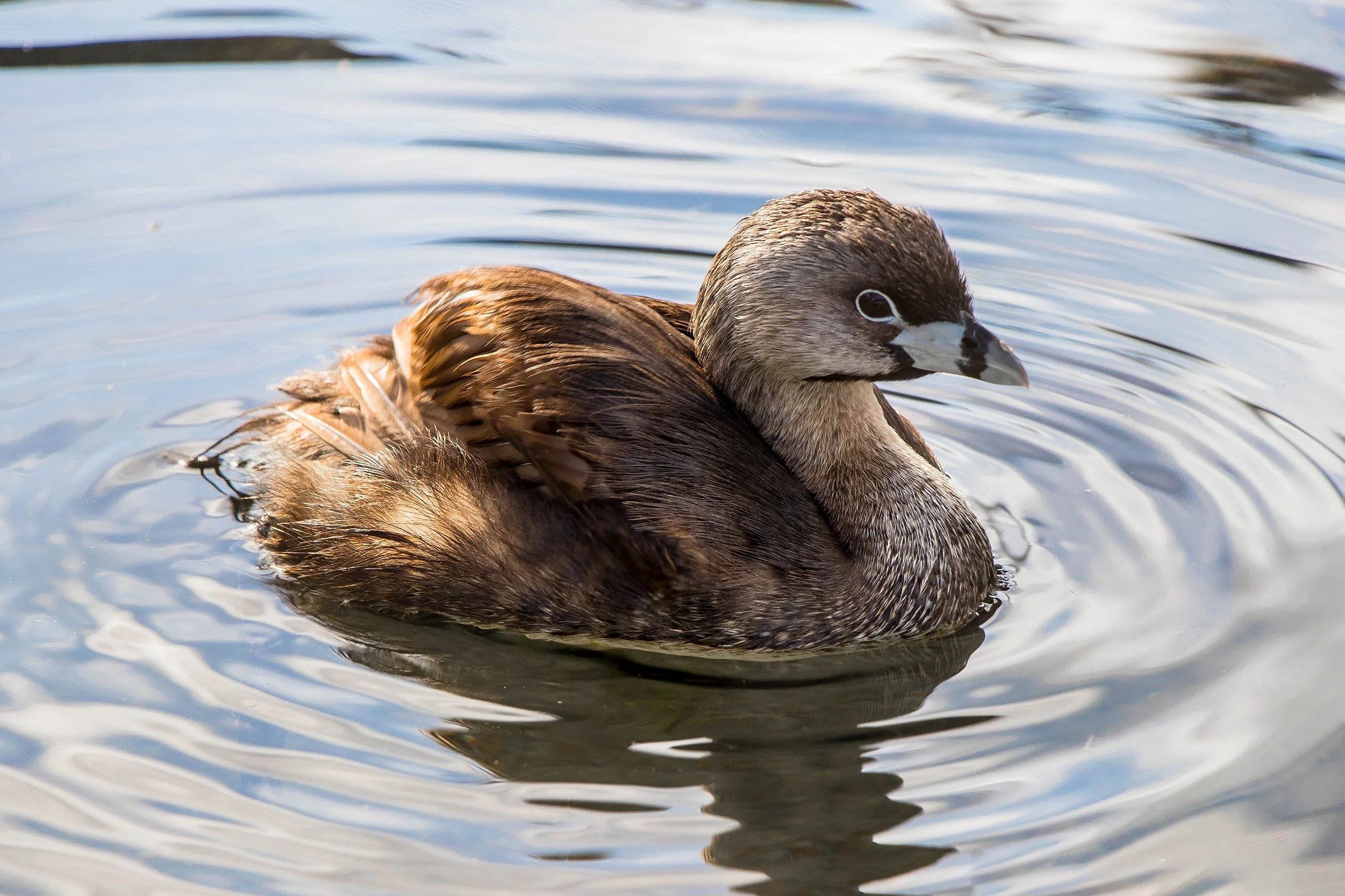 Pied-billed Grebe; June 2017