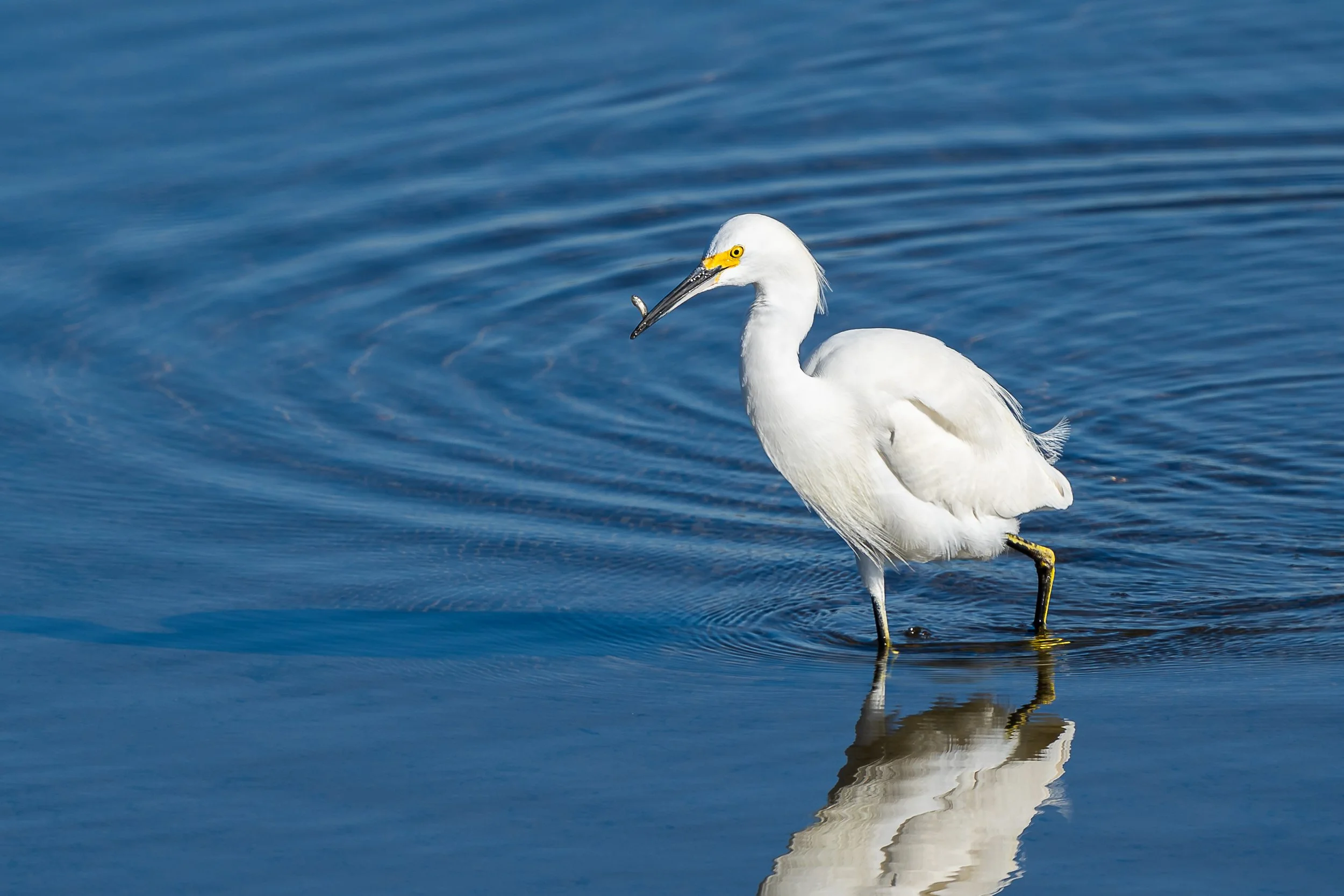 Snowy Egret; January 2021