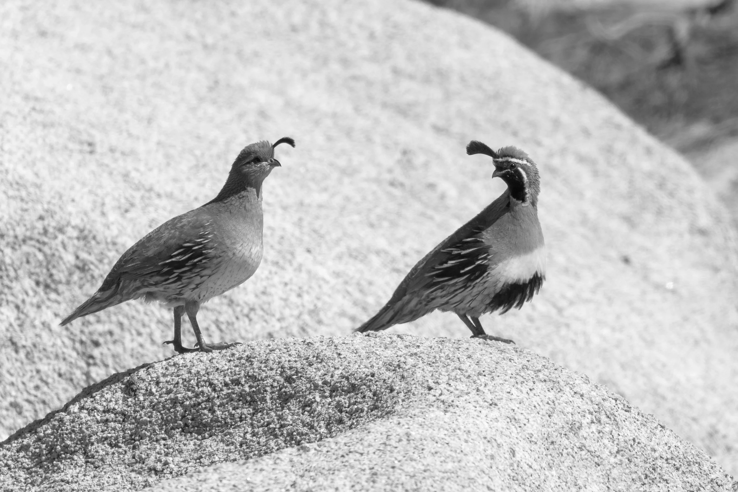 Joshua Tree, CA; April 2018