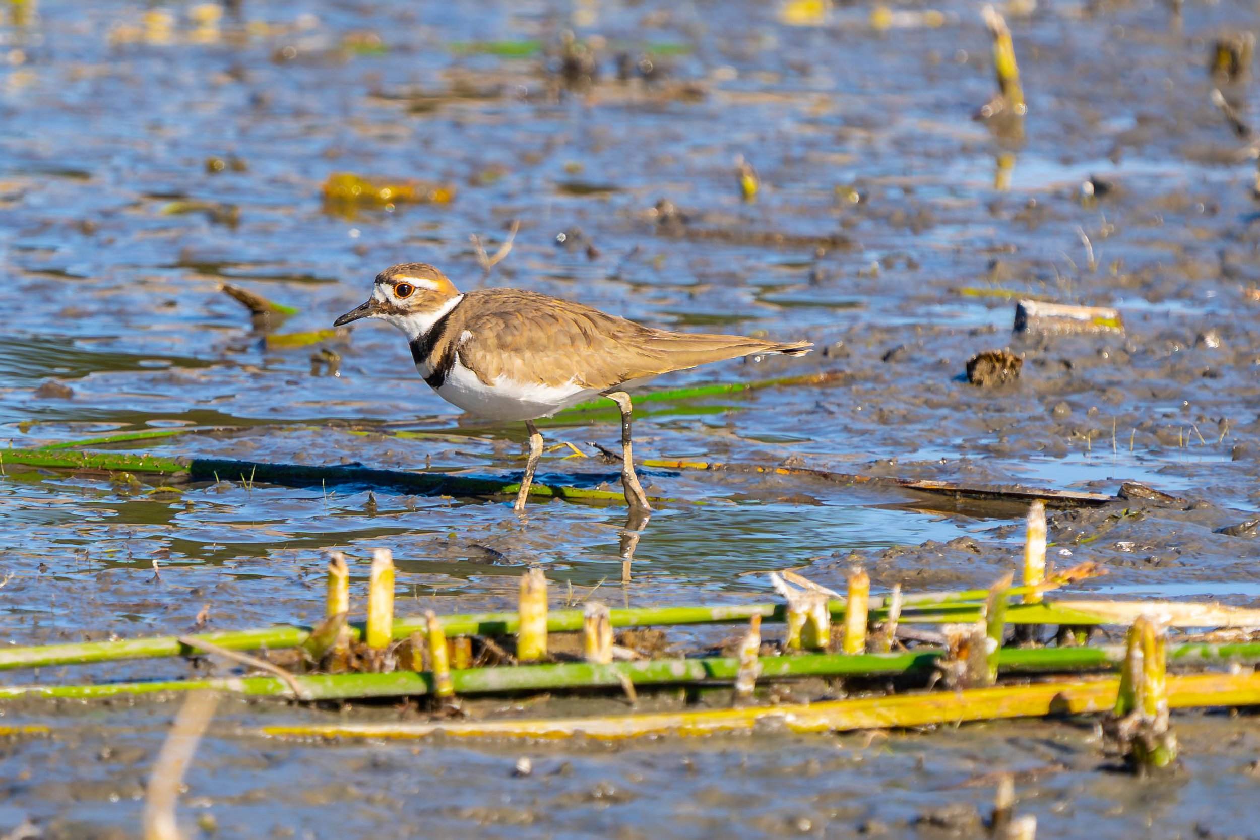Killdeer; January 2025