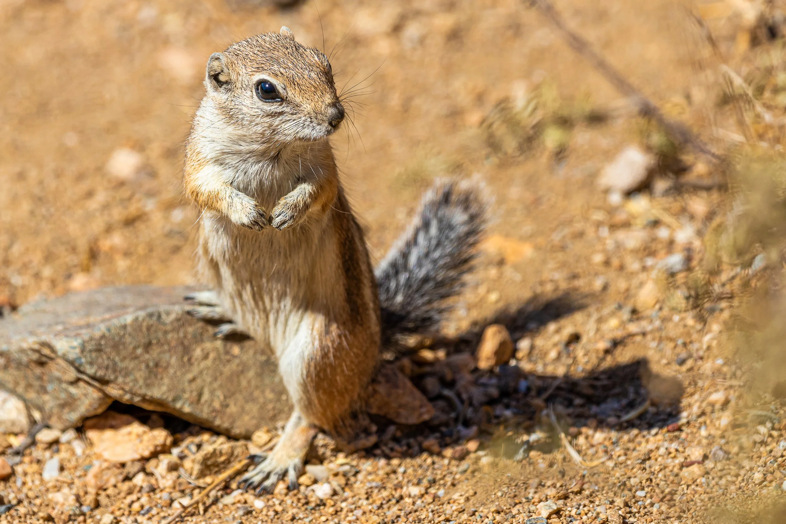 White-tailed Antelope Squirrel; October 2018