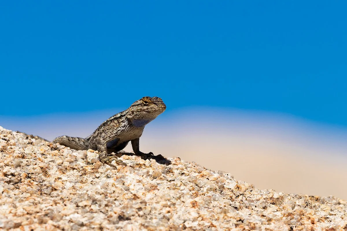 Western Fence Lizard; April 2019