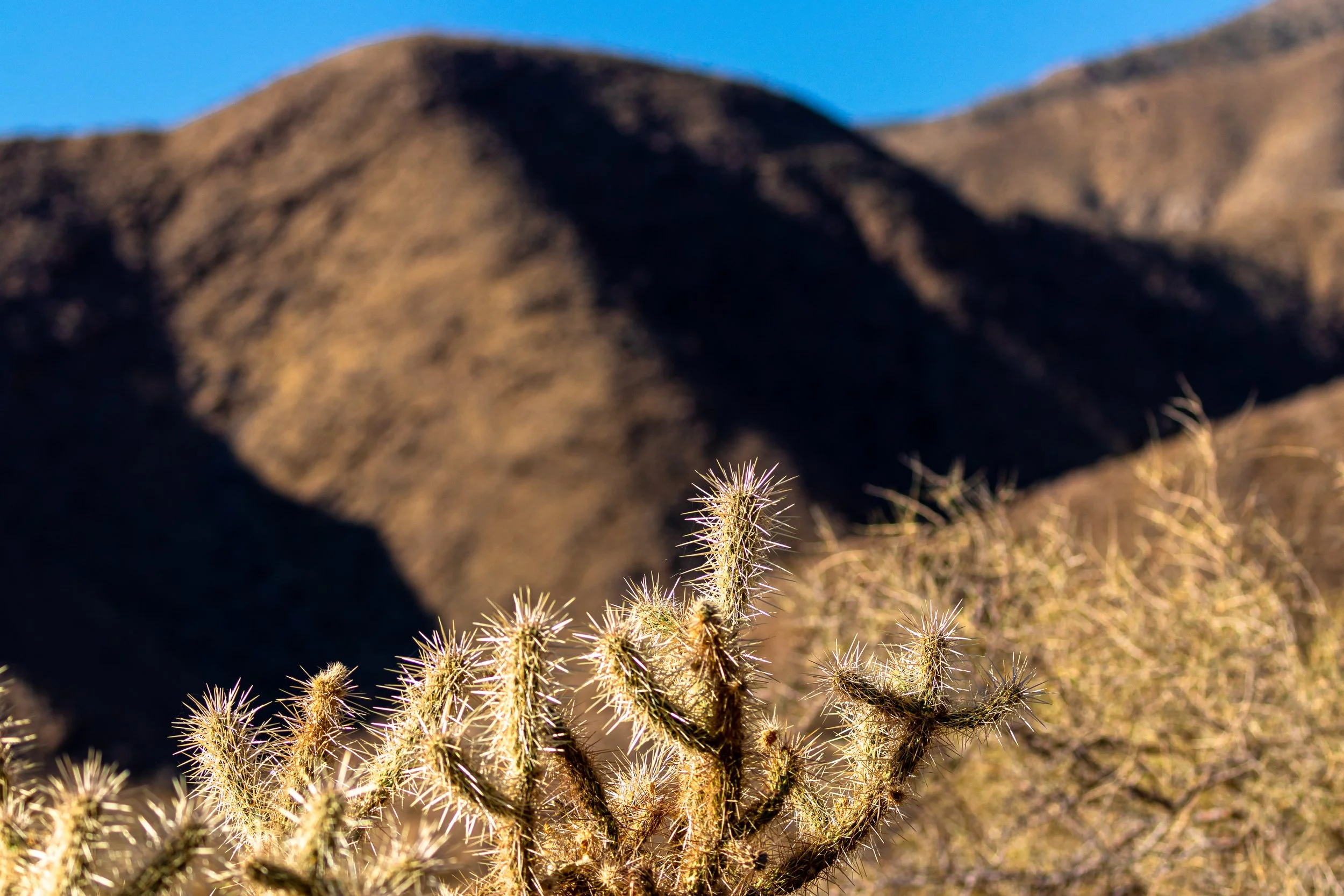 Anza-Borrego, CA; November 2019