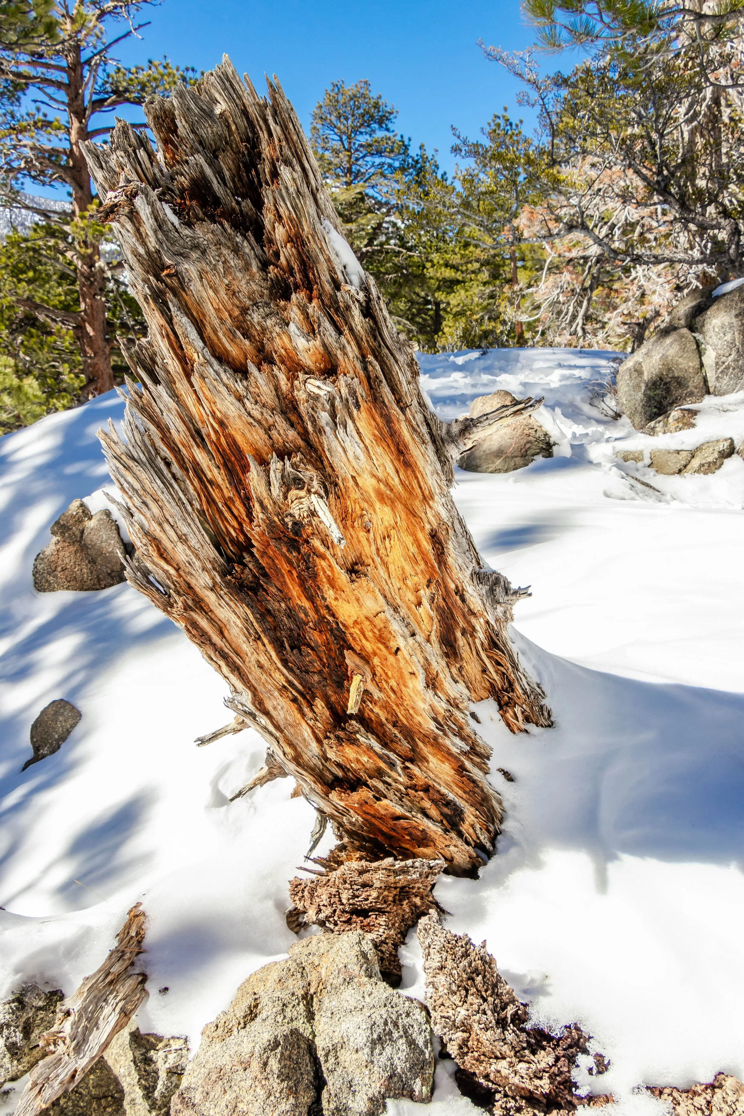 Mt. San Jacinto, CA; February 2019