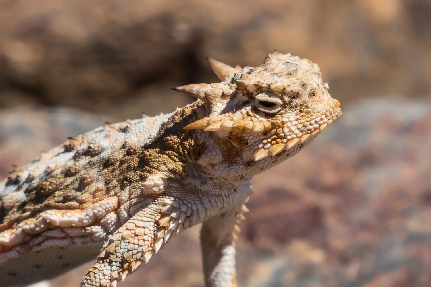 Desert Horned Lizard; May 2018