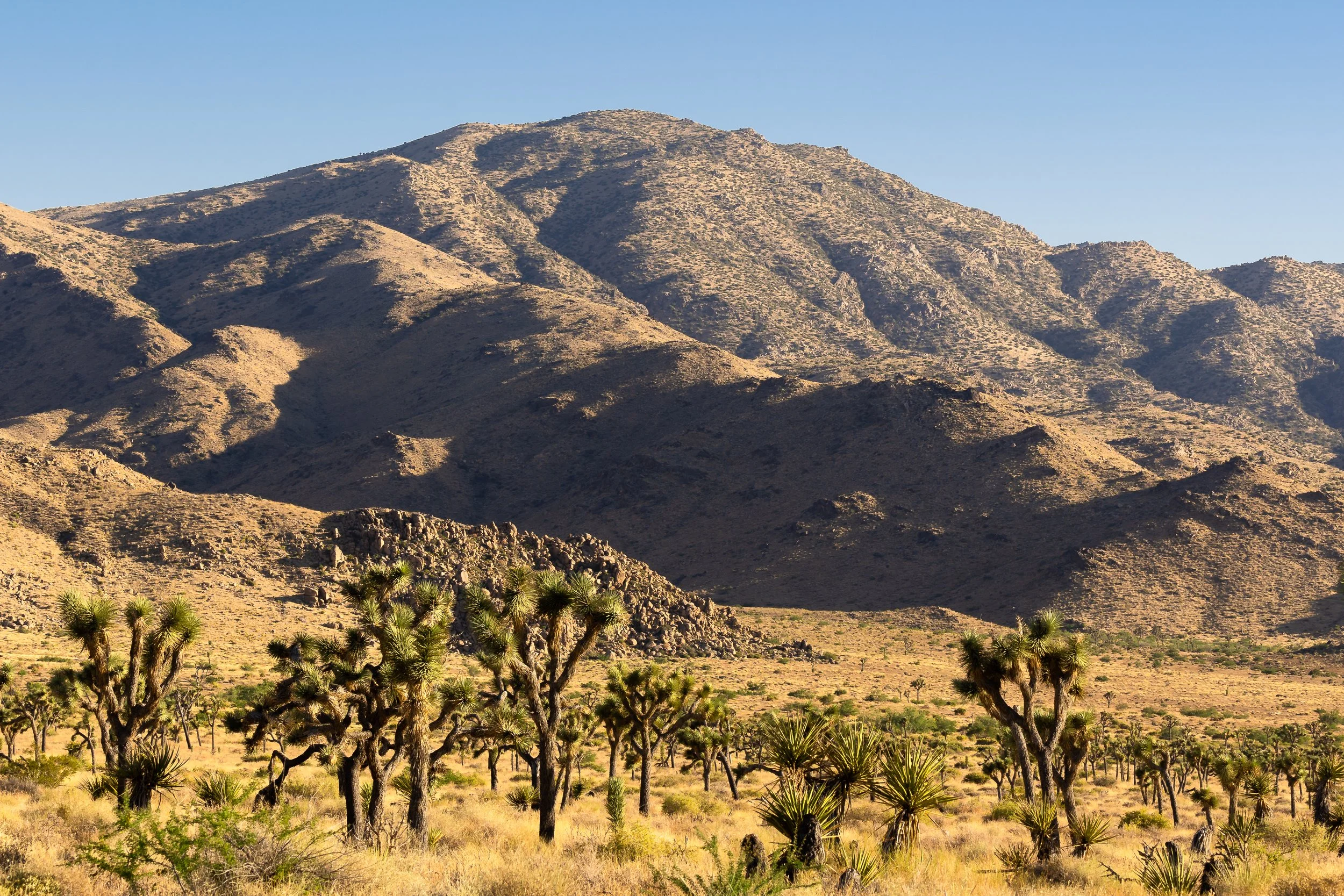Joshua Tree, CA; June 2020