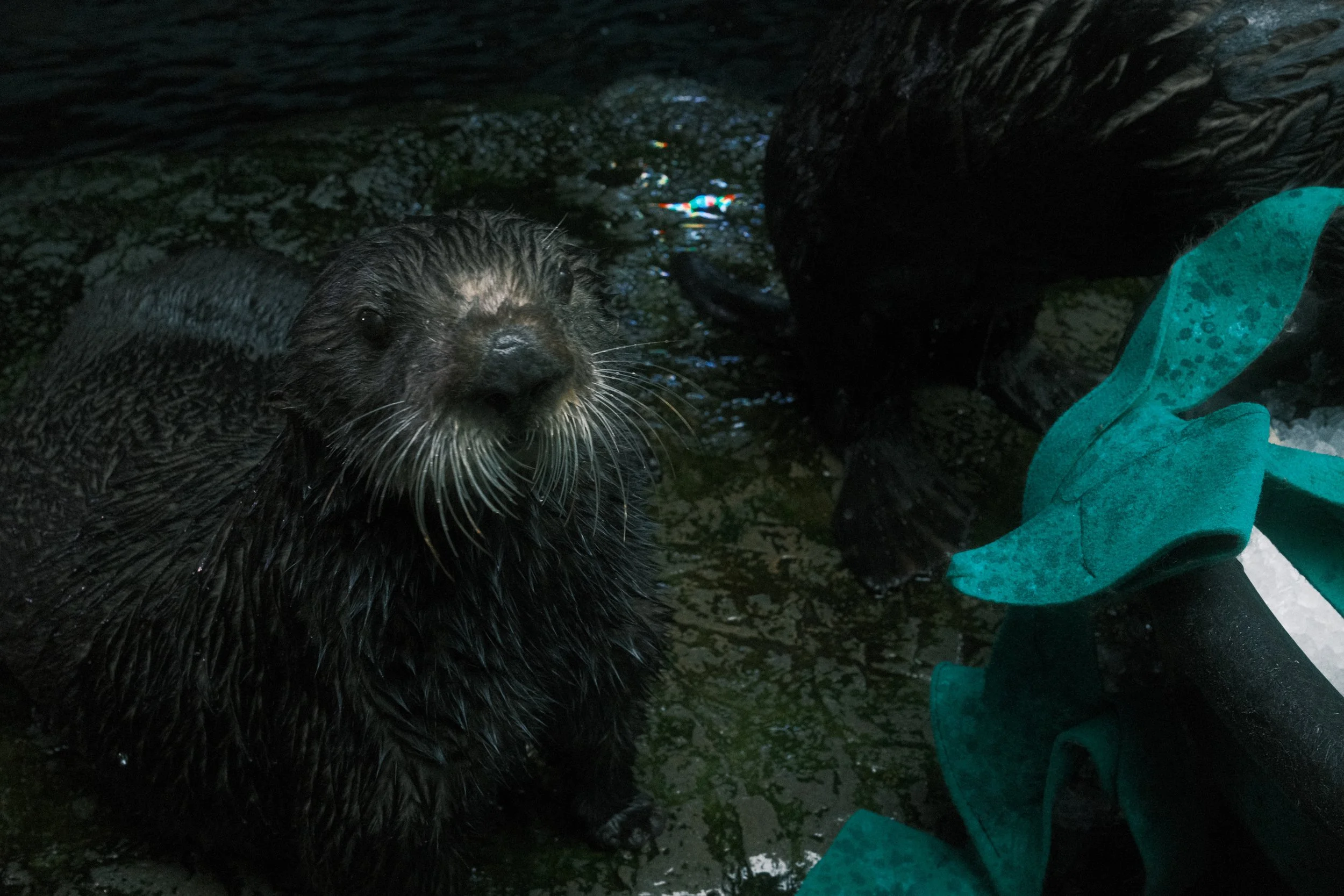 Long Beach, CA; December 2025