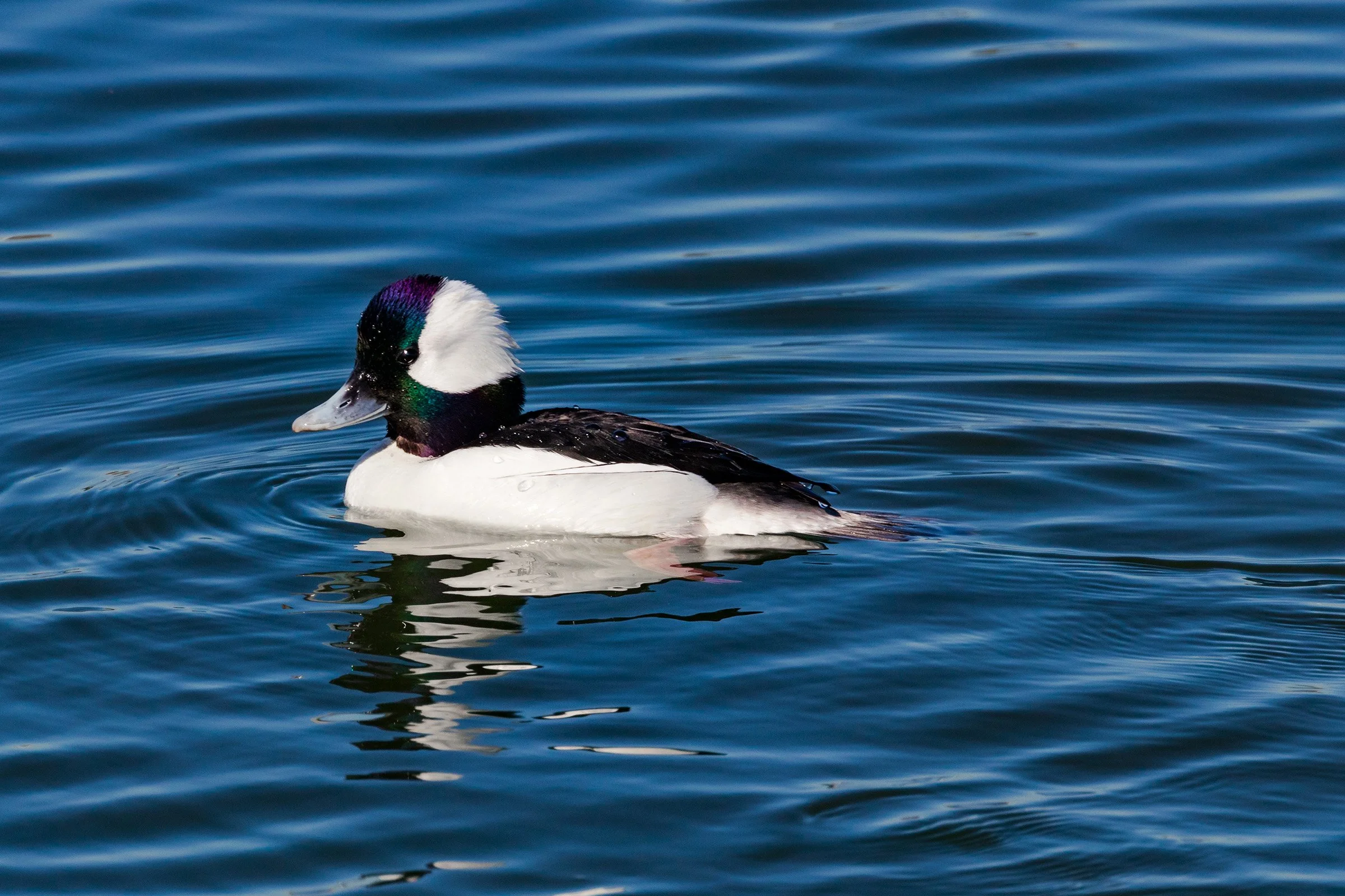 Bufflehead; February 2018