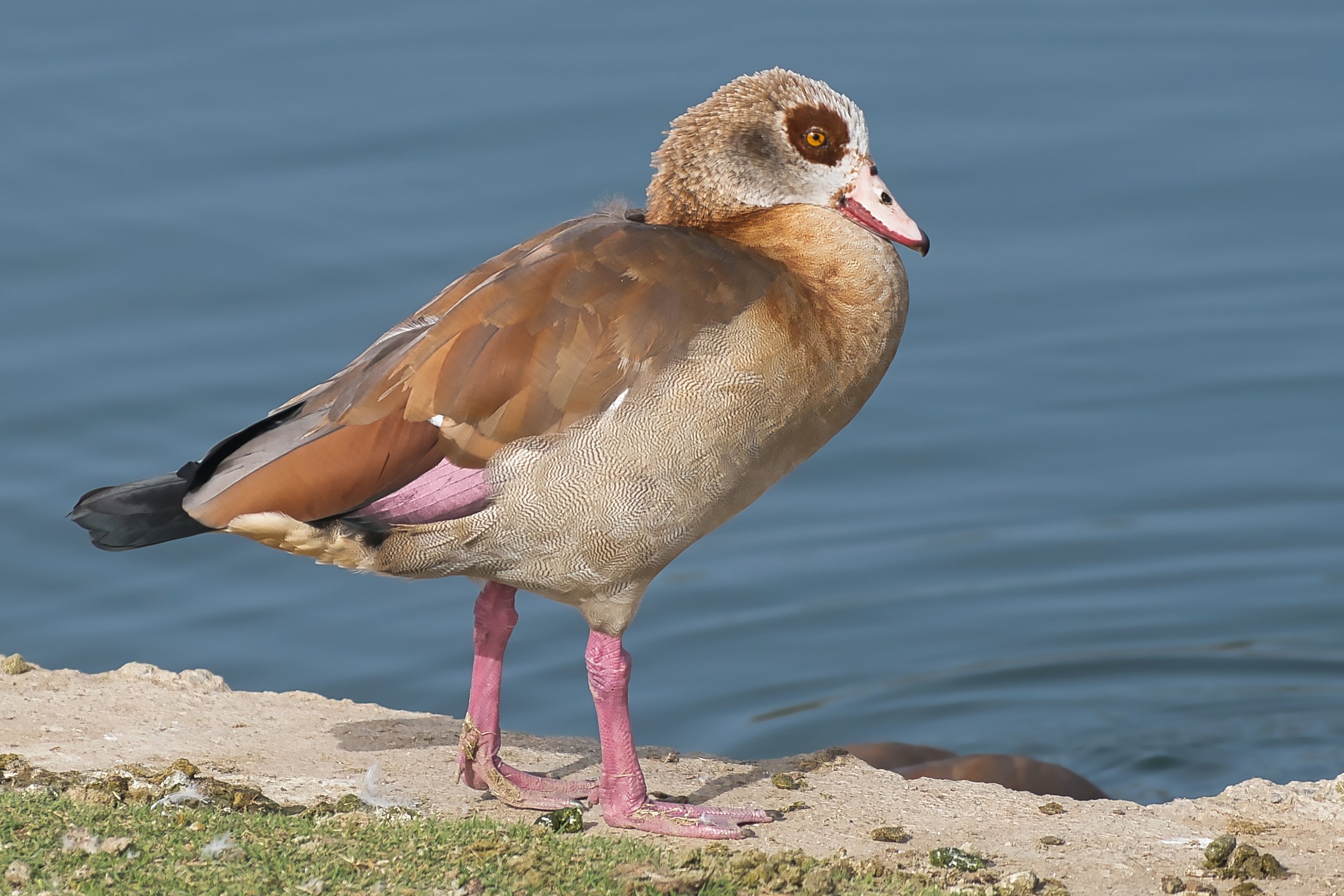 Egyptian Goose; November 2025