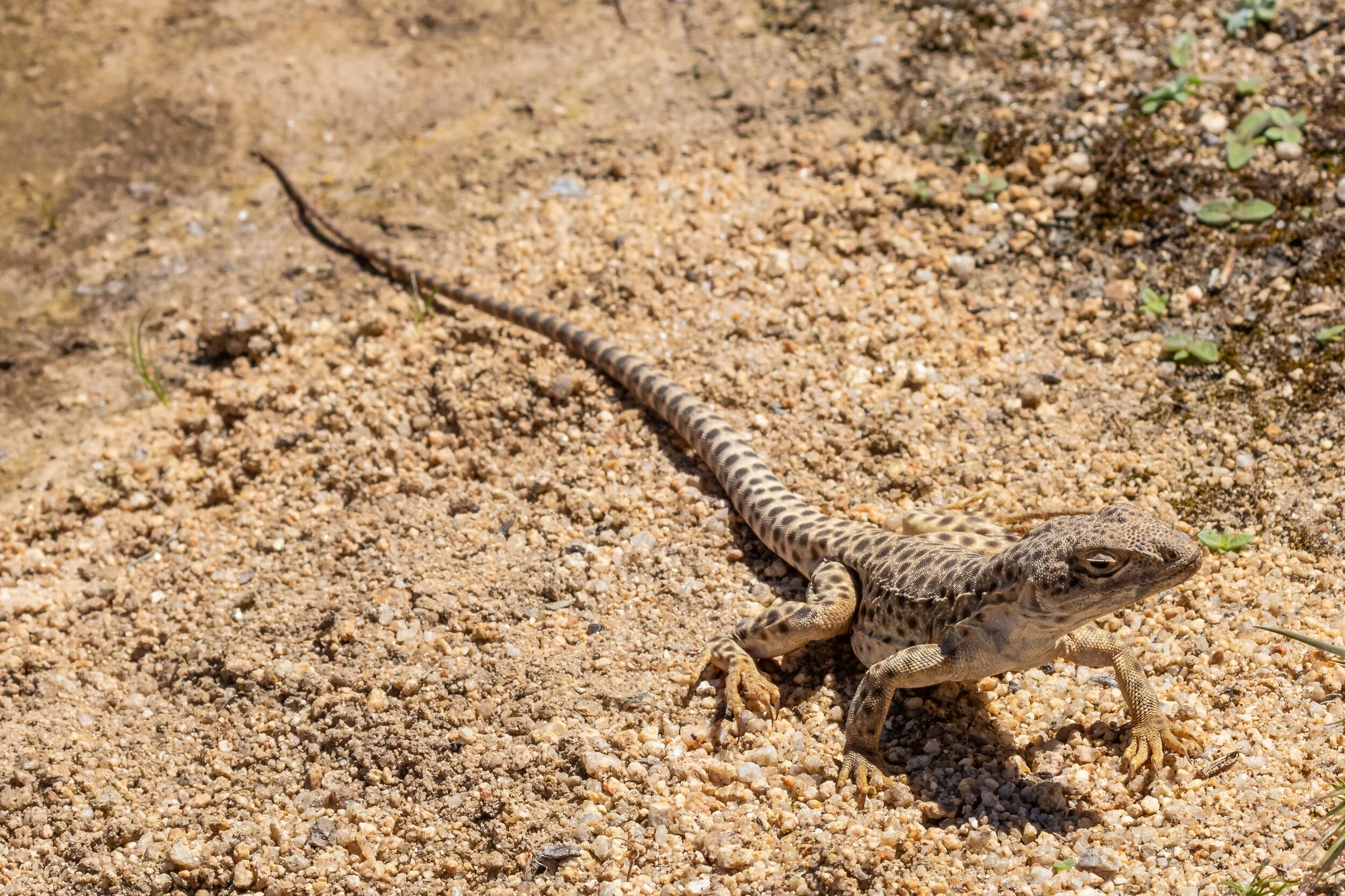 Long-nosed Leopard Lizard; April 2019