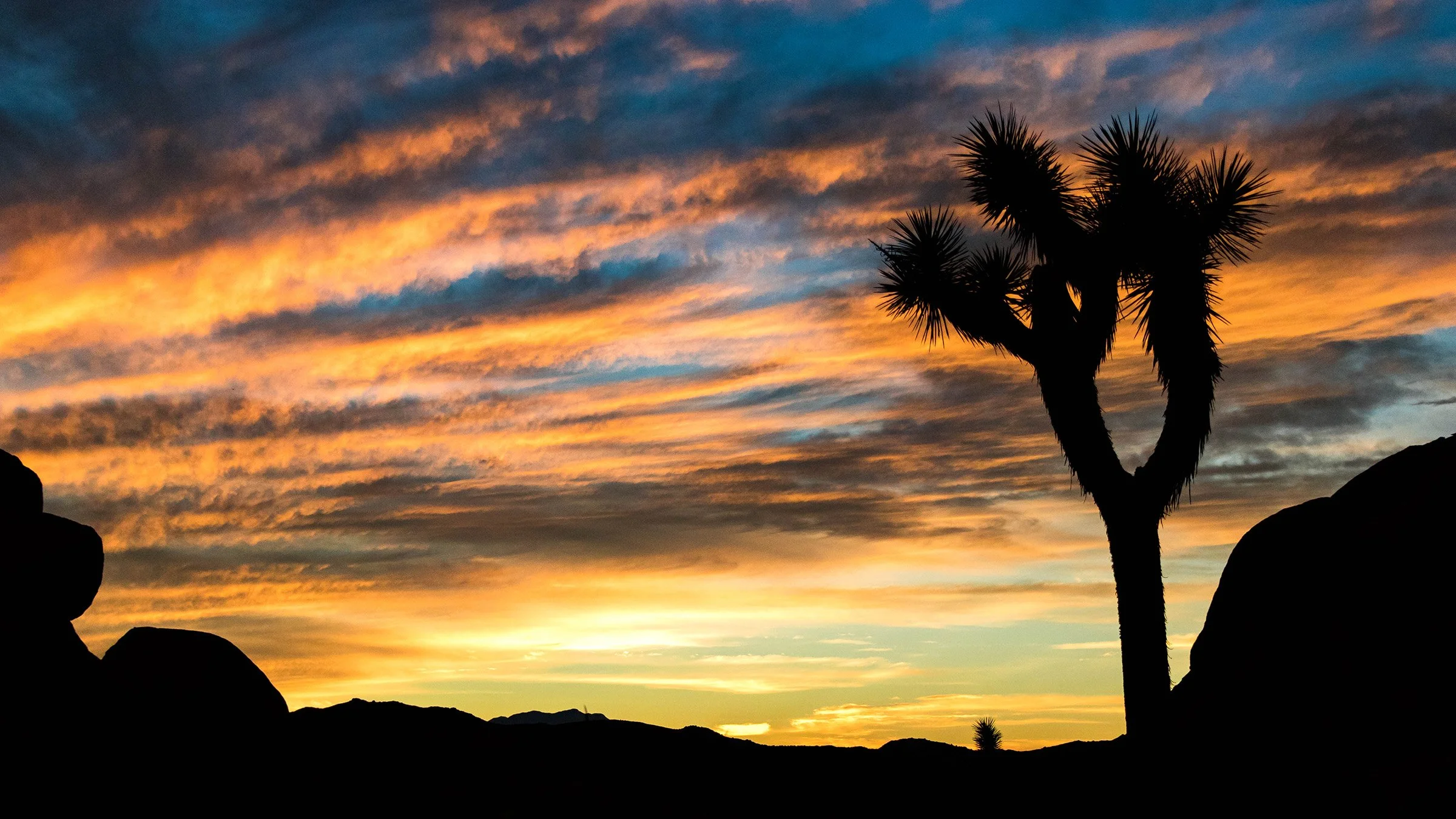 Joshua Tree, CA; November 2017
