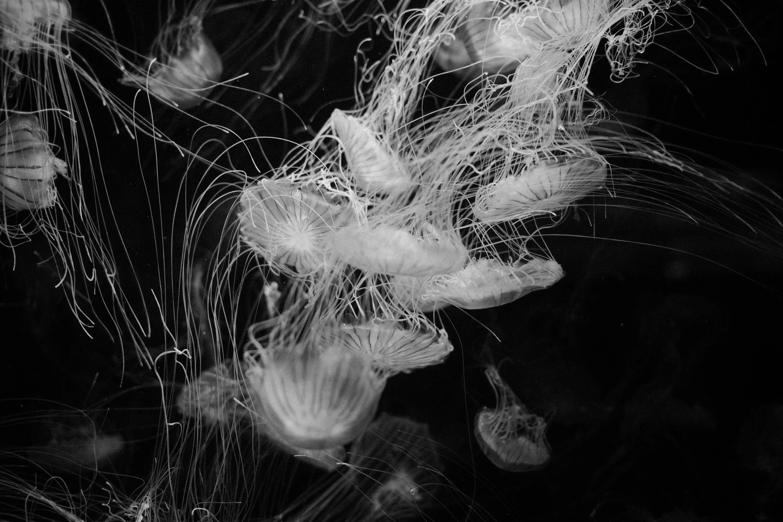 Long Beach, CA; November 2025