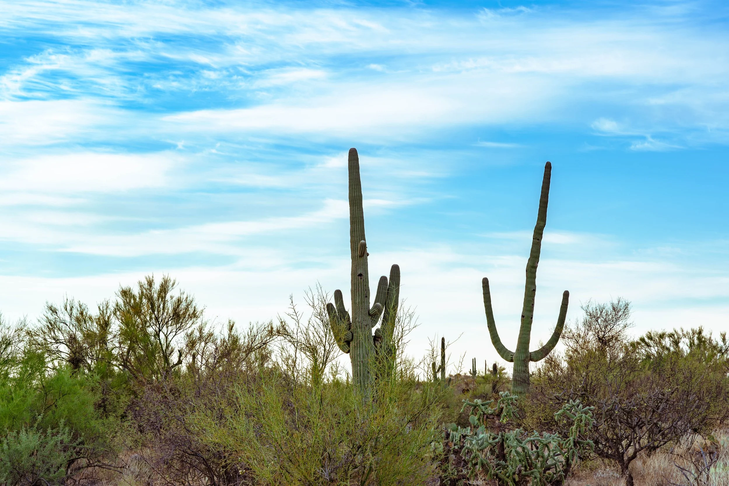 Saguaro National Park, AZ; October 2024