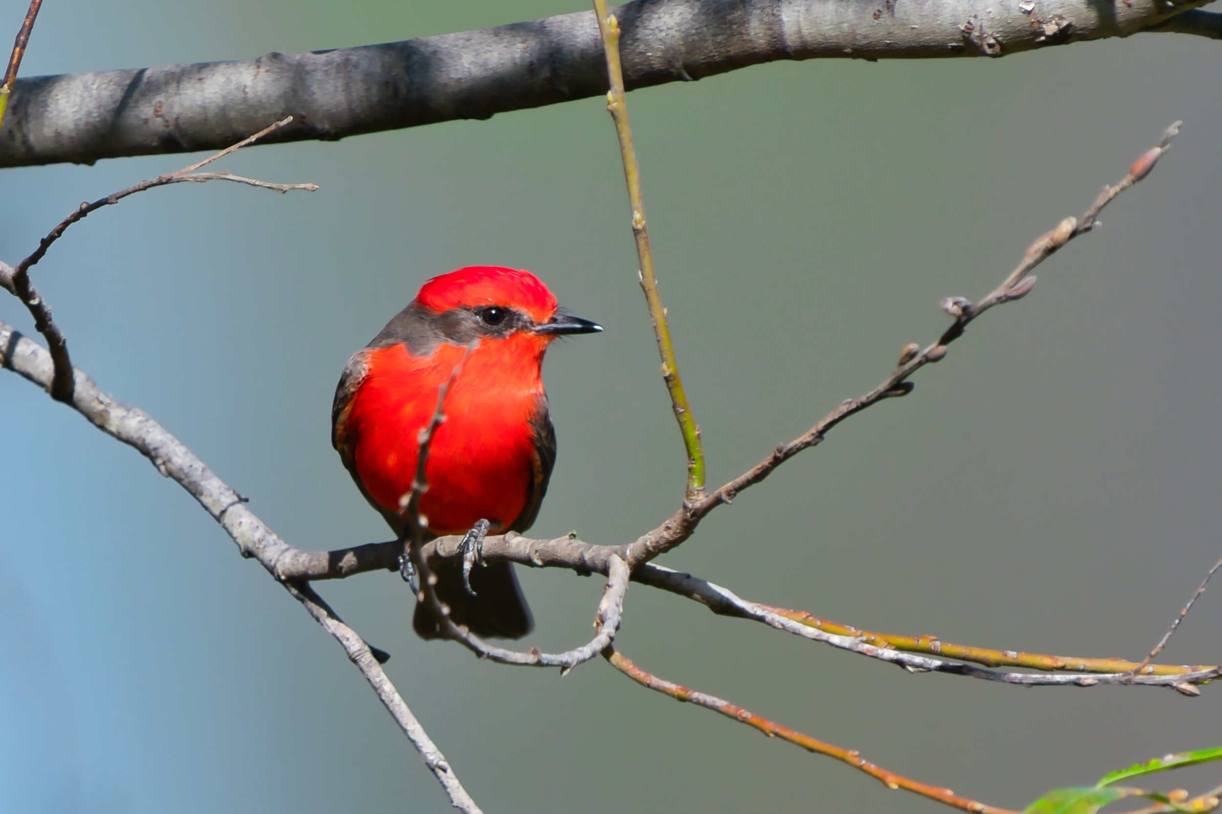 Vermilion Flycatcher; November 2025  