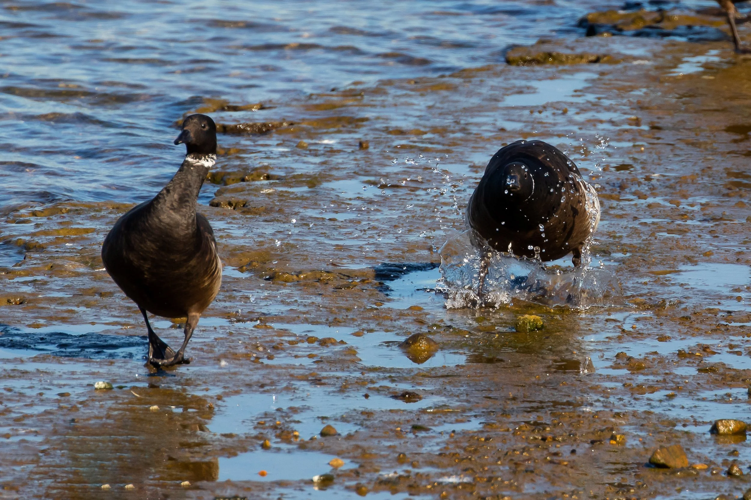Brandt; January 2019