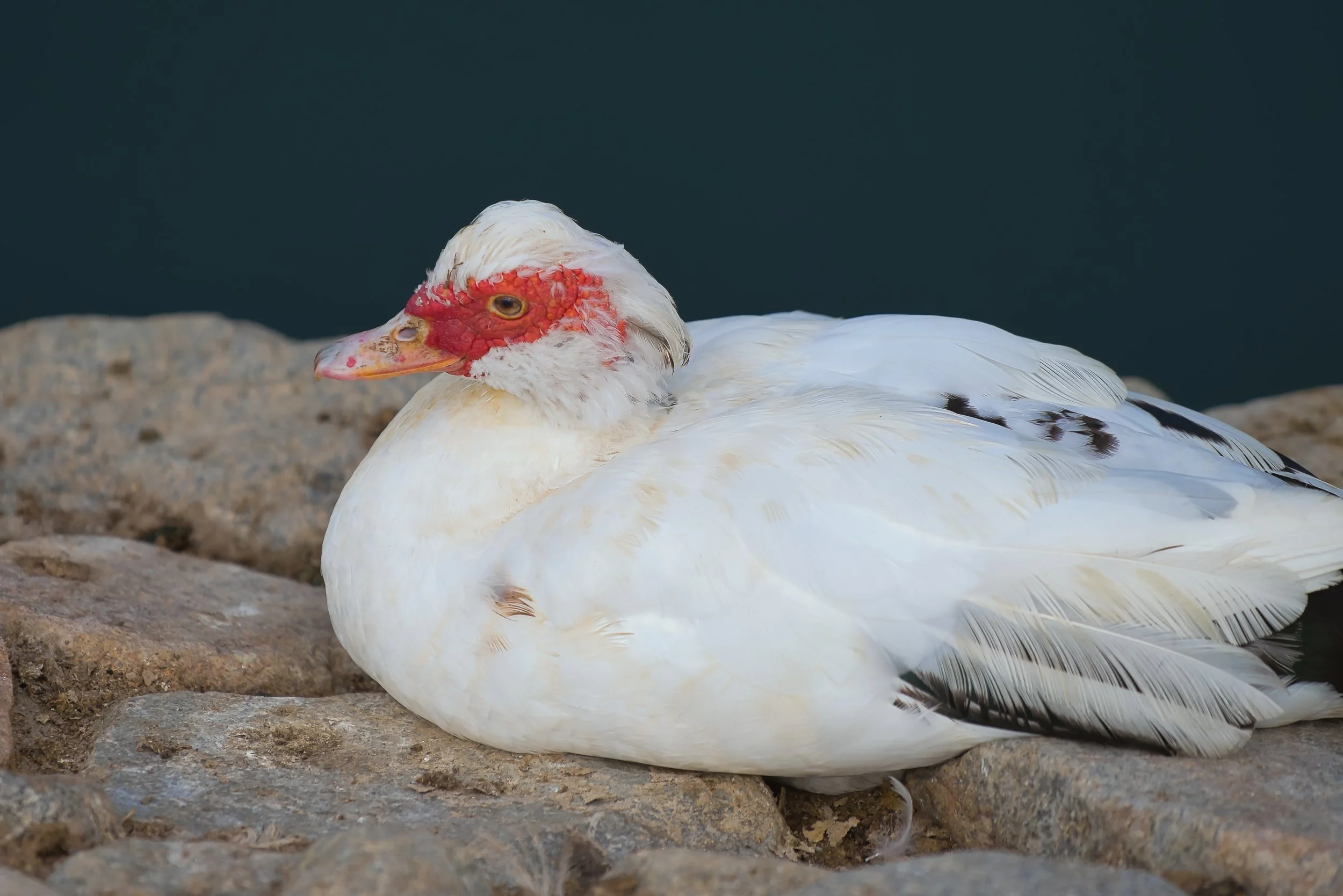 Muscovy Duck; November 2025