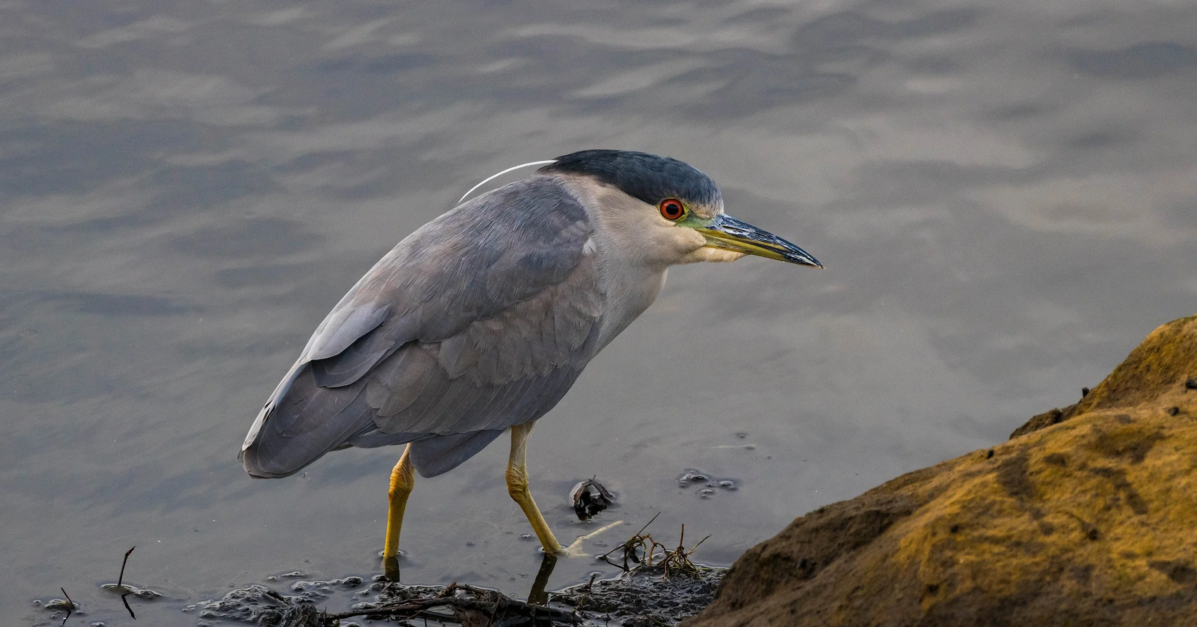 Black-capped Night Heron; November 2017