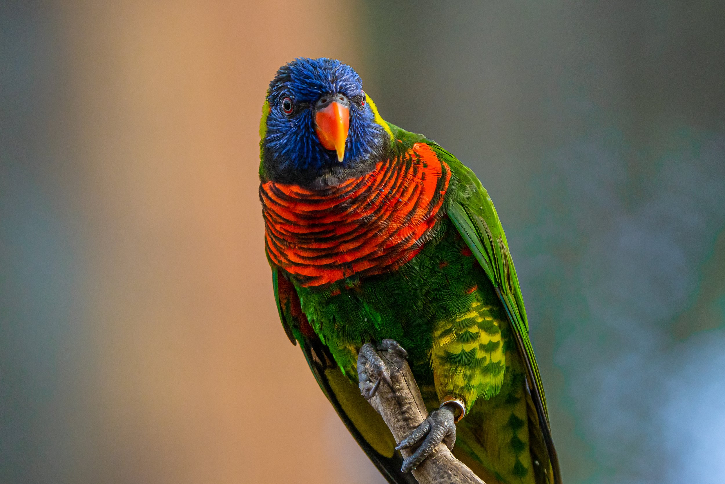 Coconut Lorikeet; January 2021