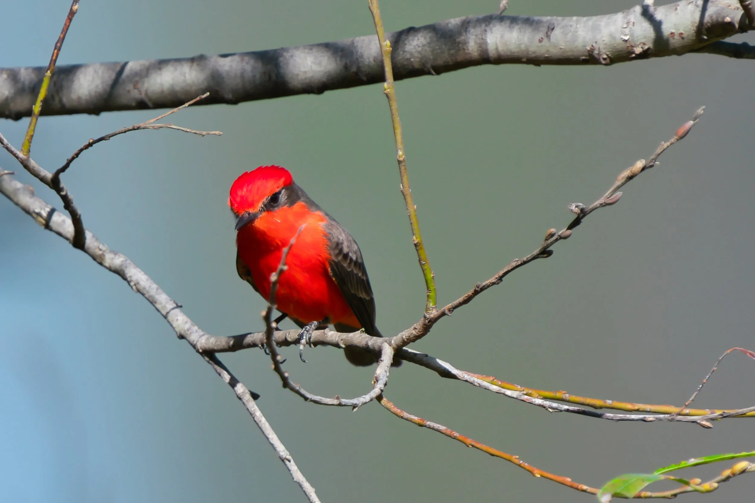 Vermilion Flycatcher; November 2025  