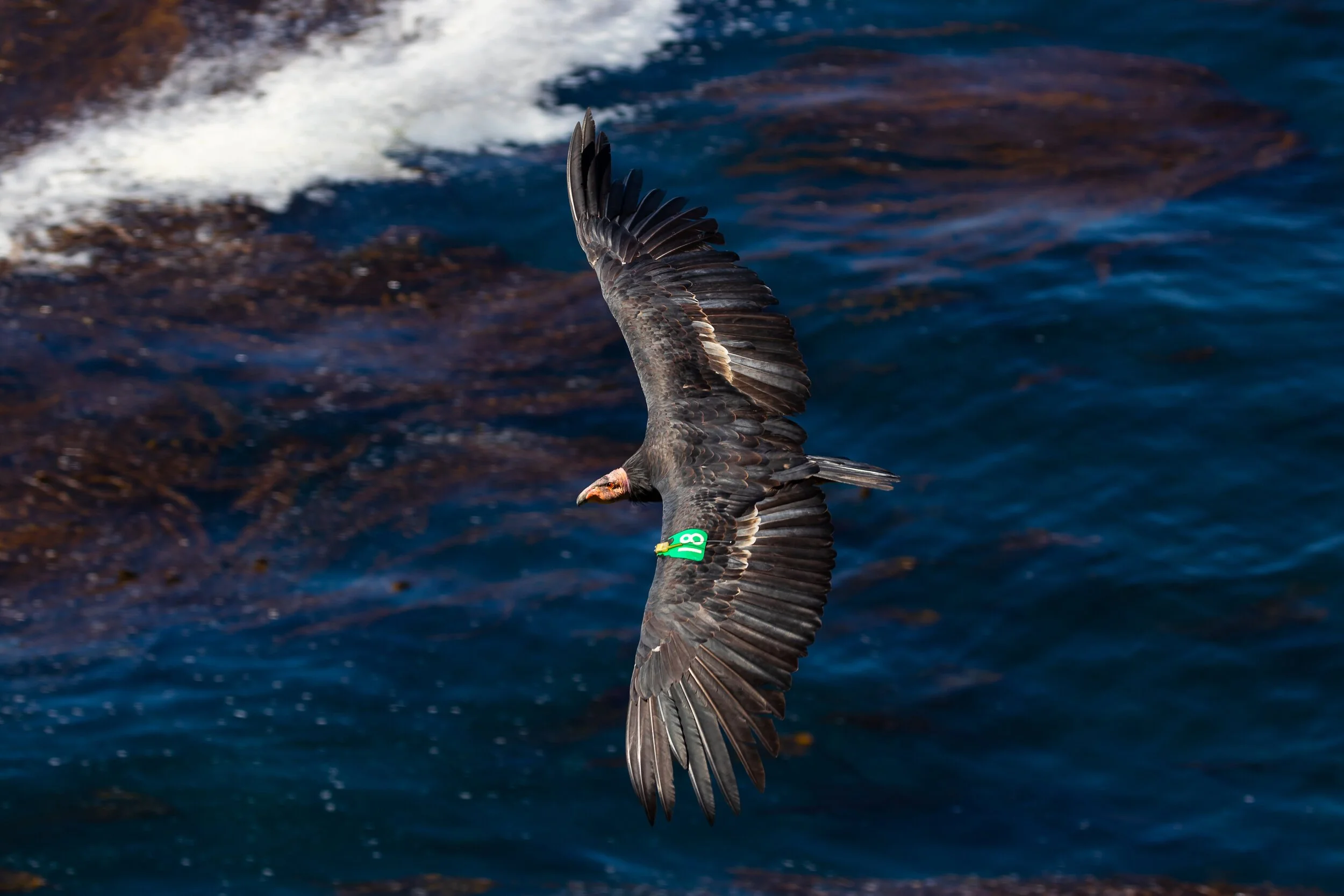 California Condor; September 2018