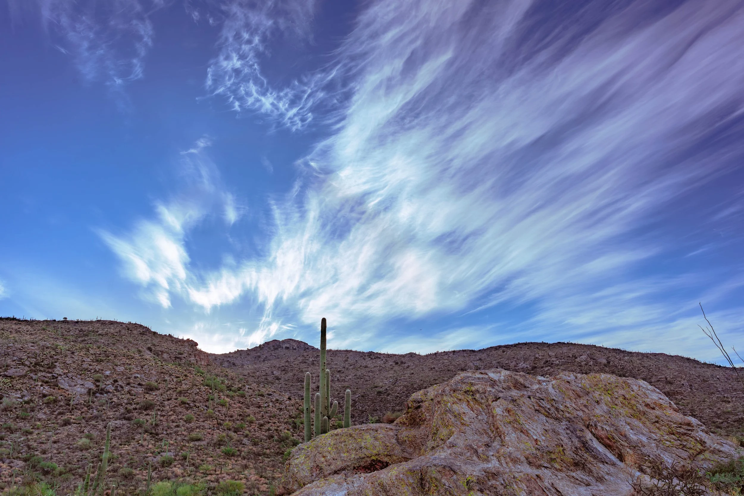 Saguaro National Park, AZ; October 2024