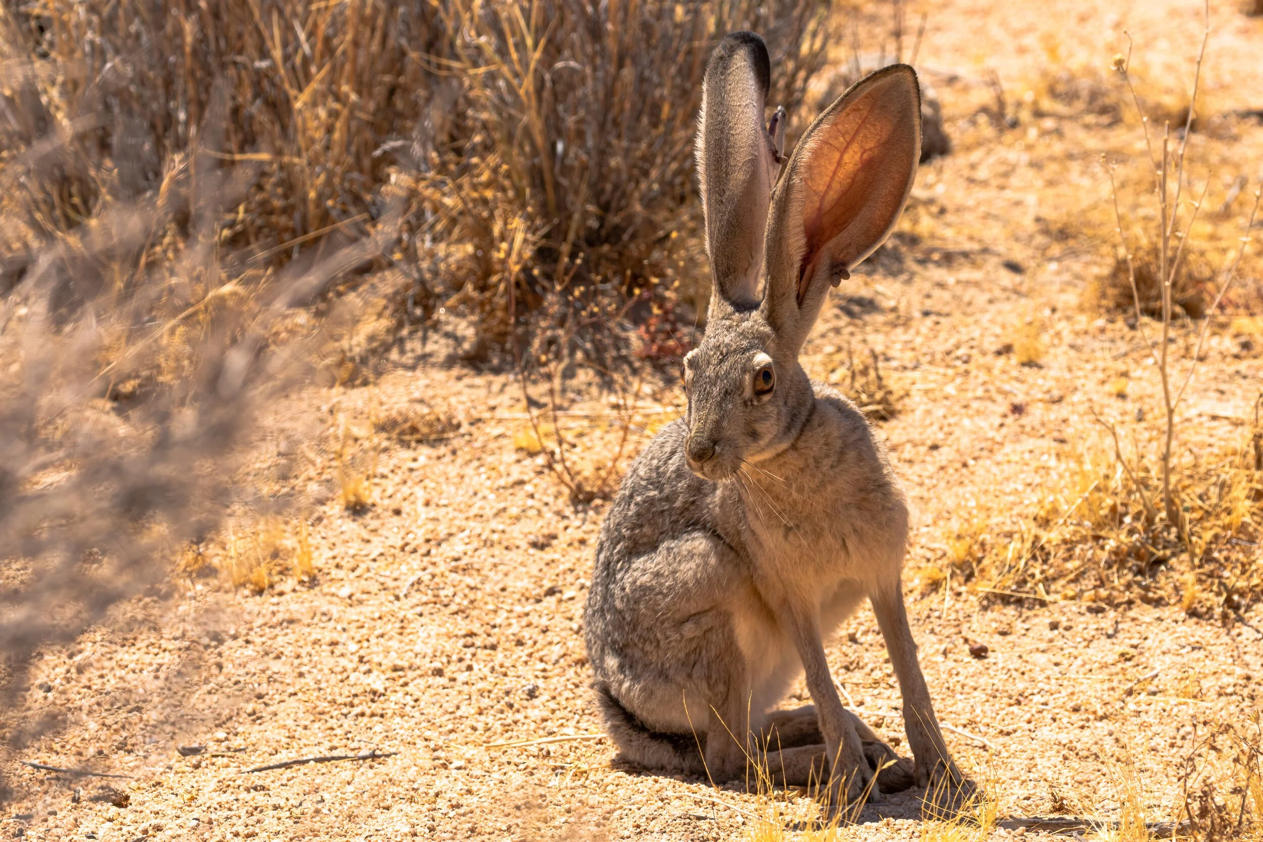 Black-tailed Jackrabbit; August 2019
