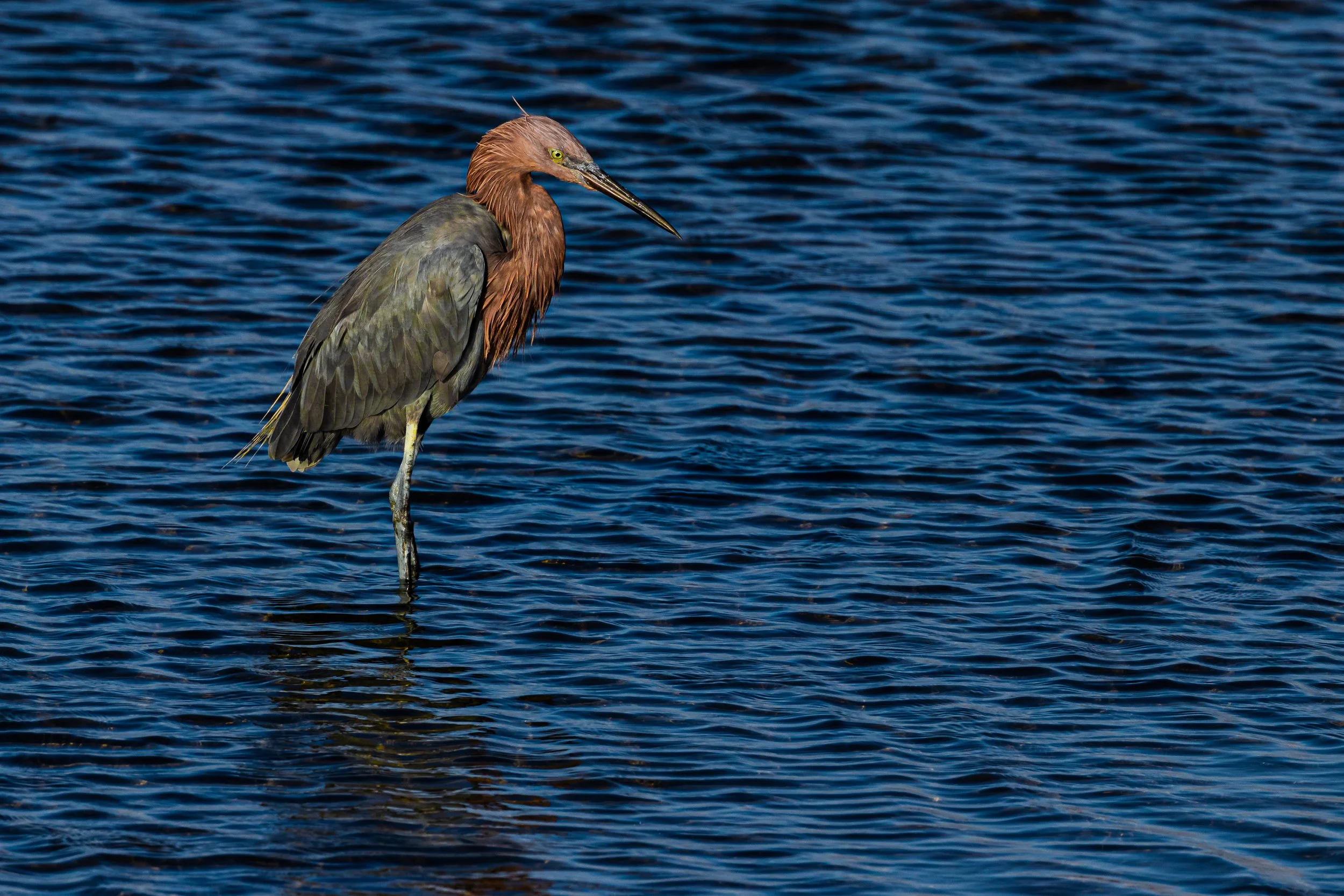 Reddish Egret; October 2017