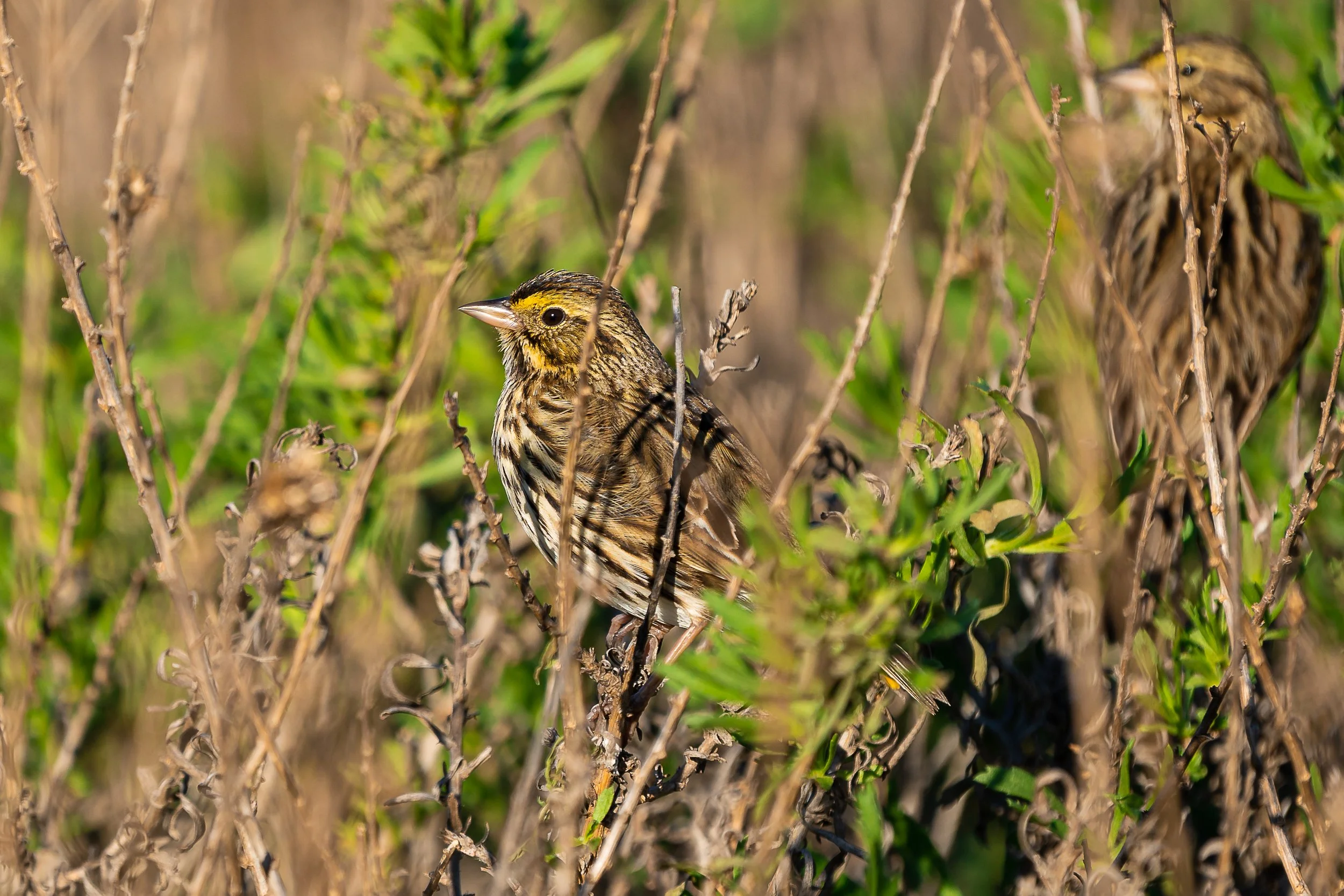 Belding's Savannah Sparrow; January 2021