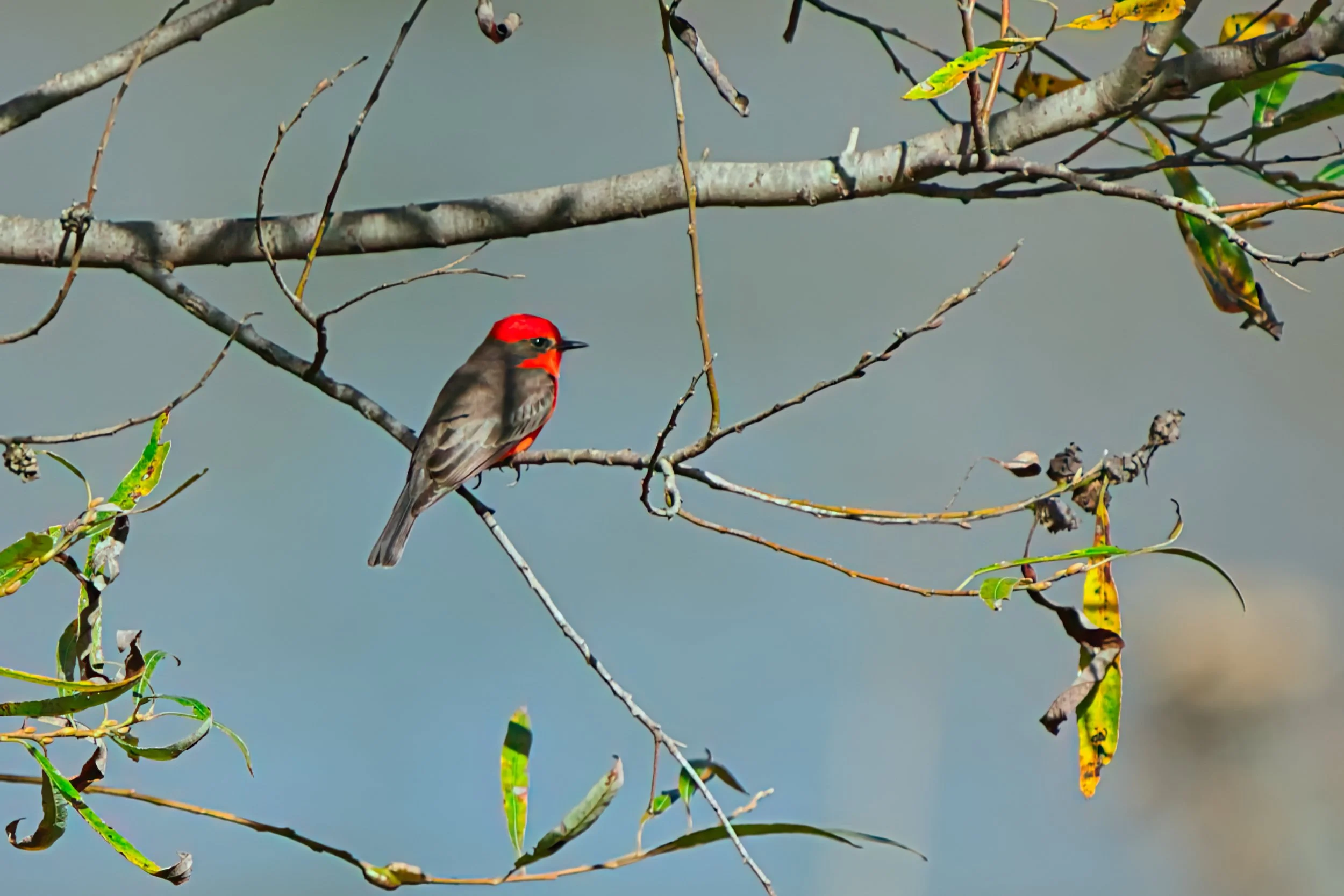 Vermilion Flycatcher; November 2025  