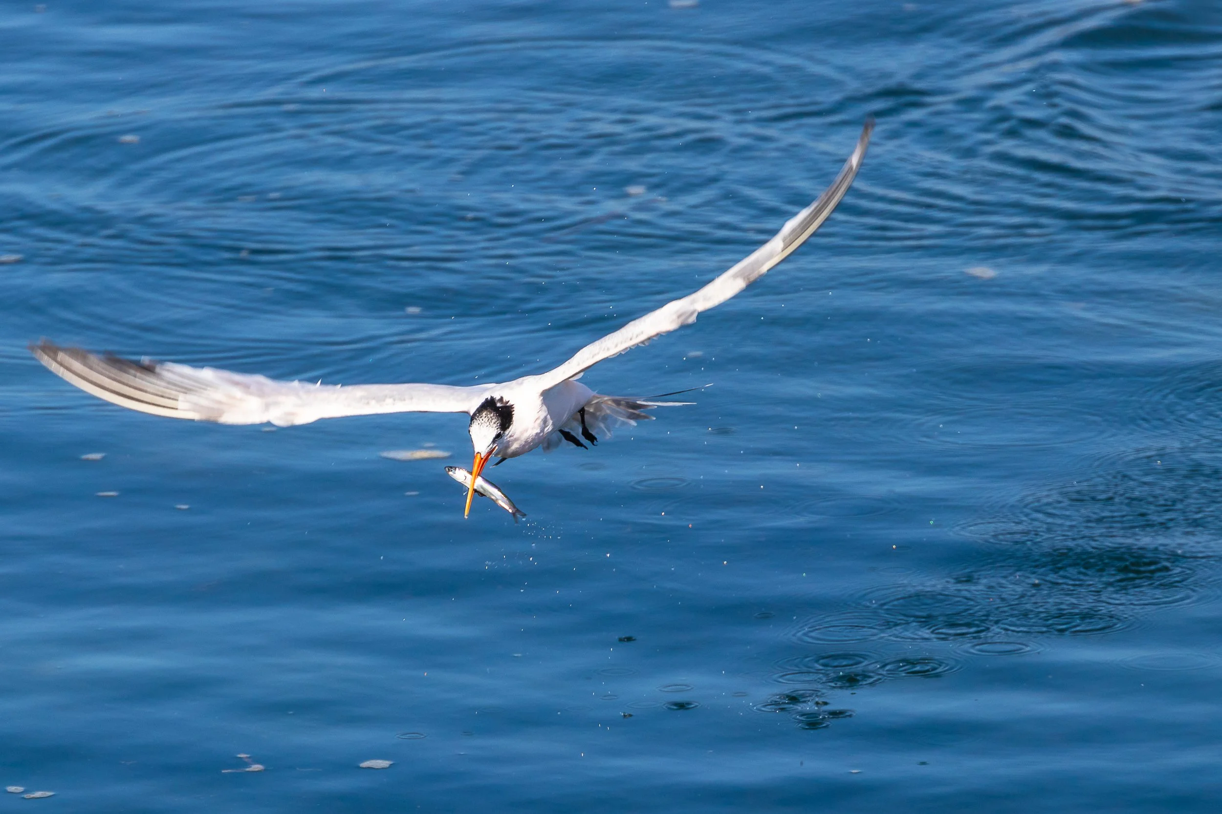 Elegant Tern; September 2018