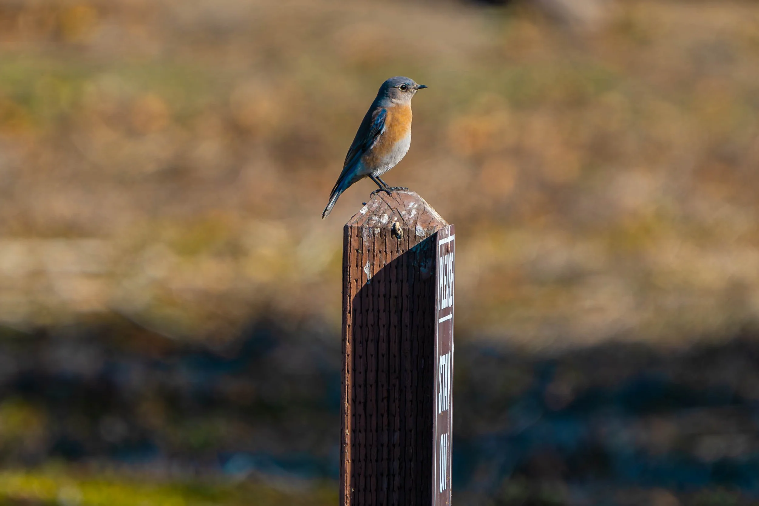 Western Bluebird; January 2025