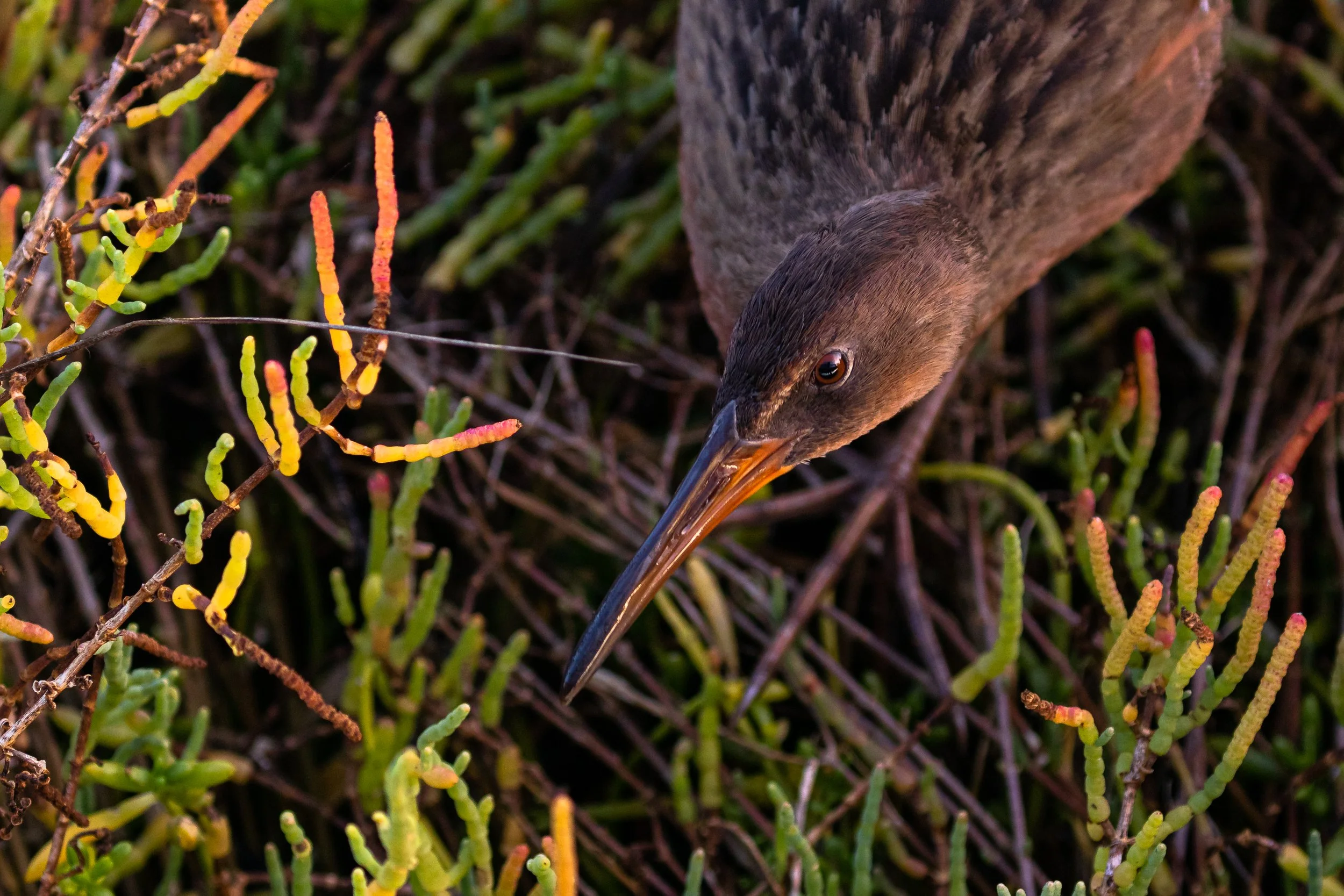 Ridgeway's Rail; October 2017