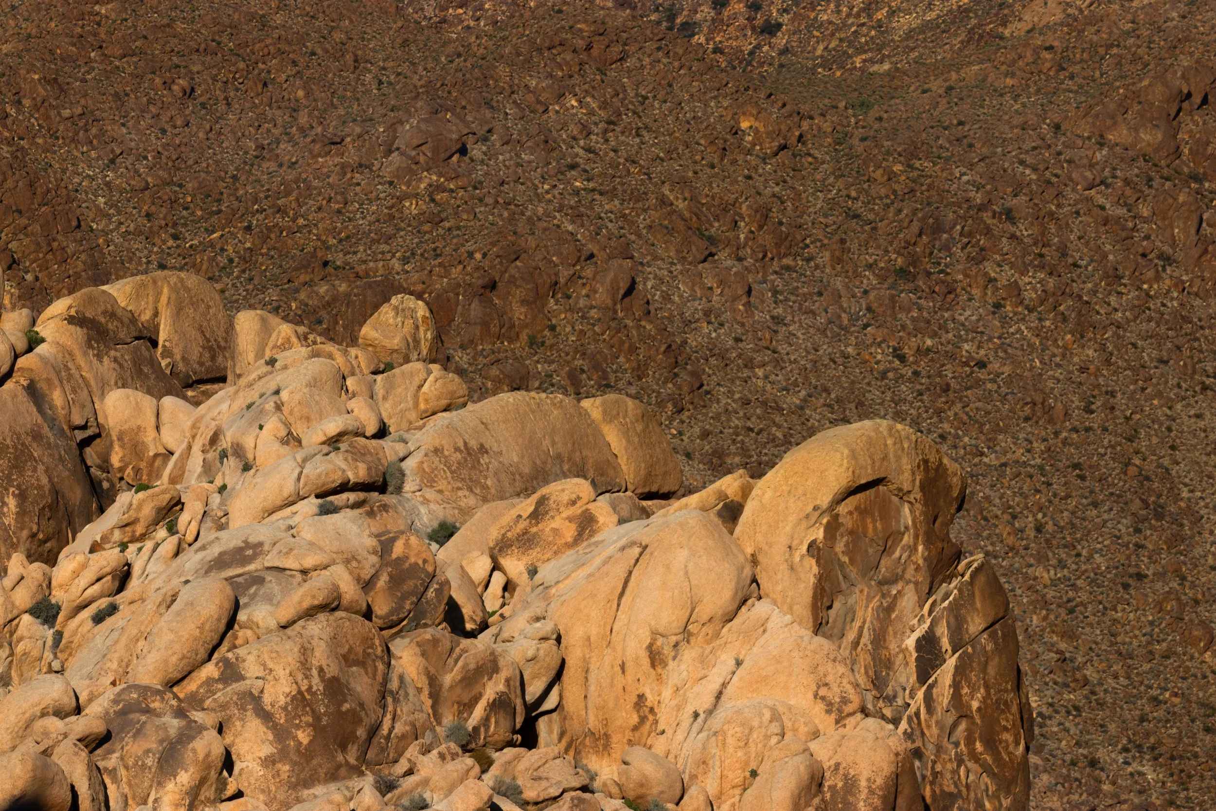 Joshua Tree, CA; May 2019