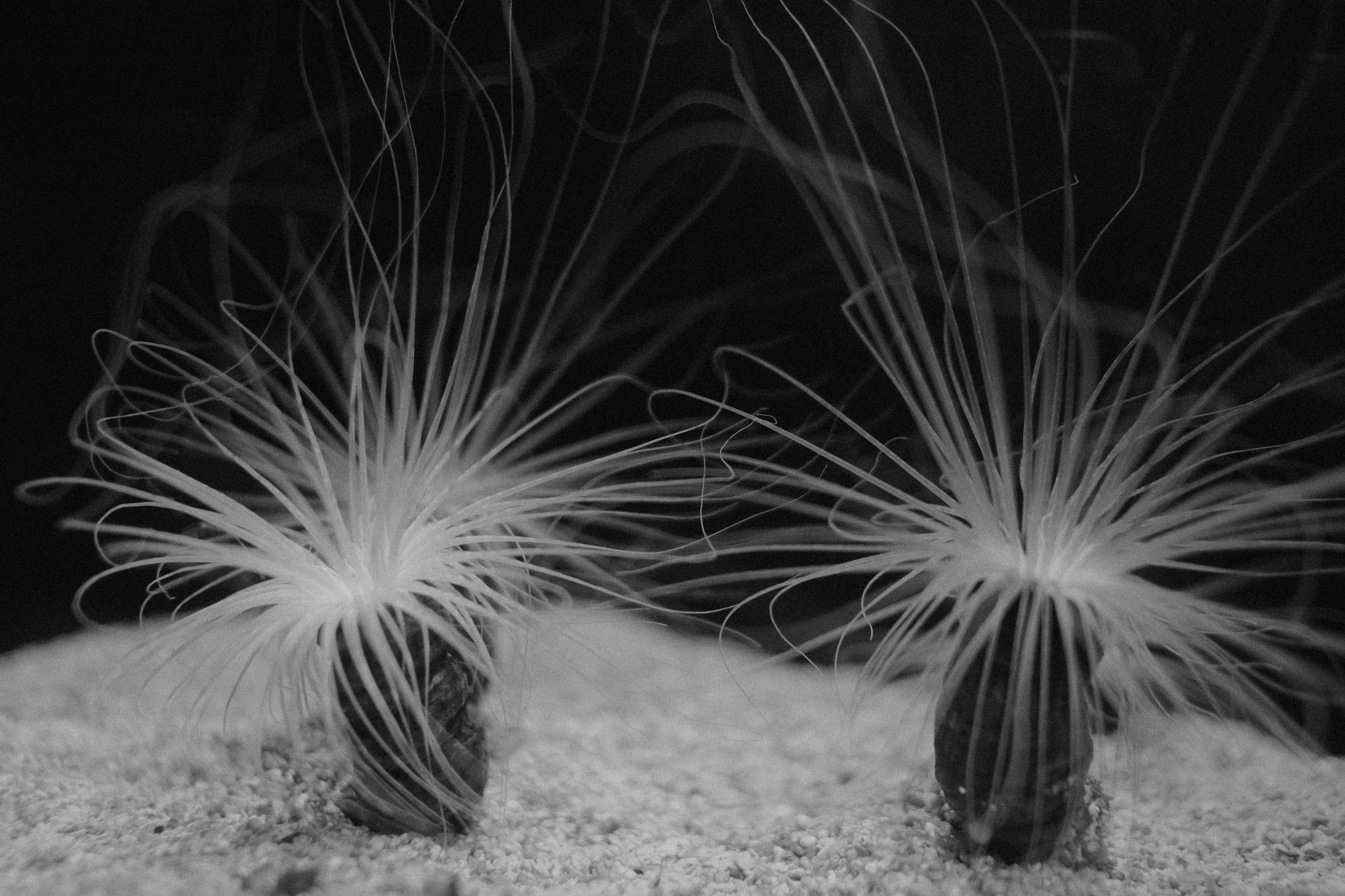 Long Beach, CA; November 2025