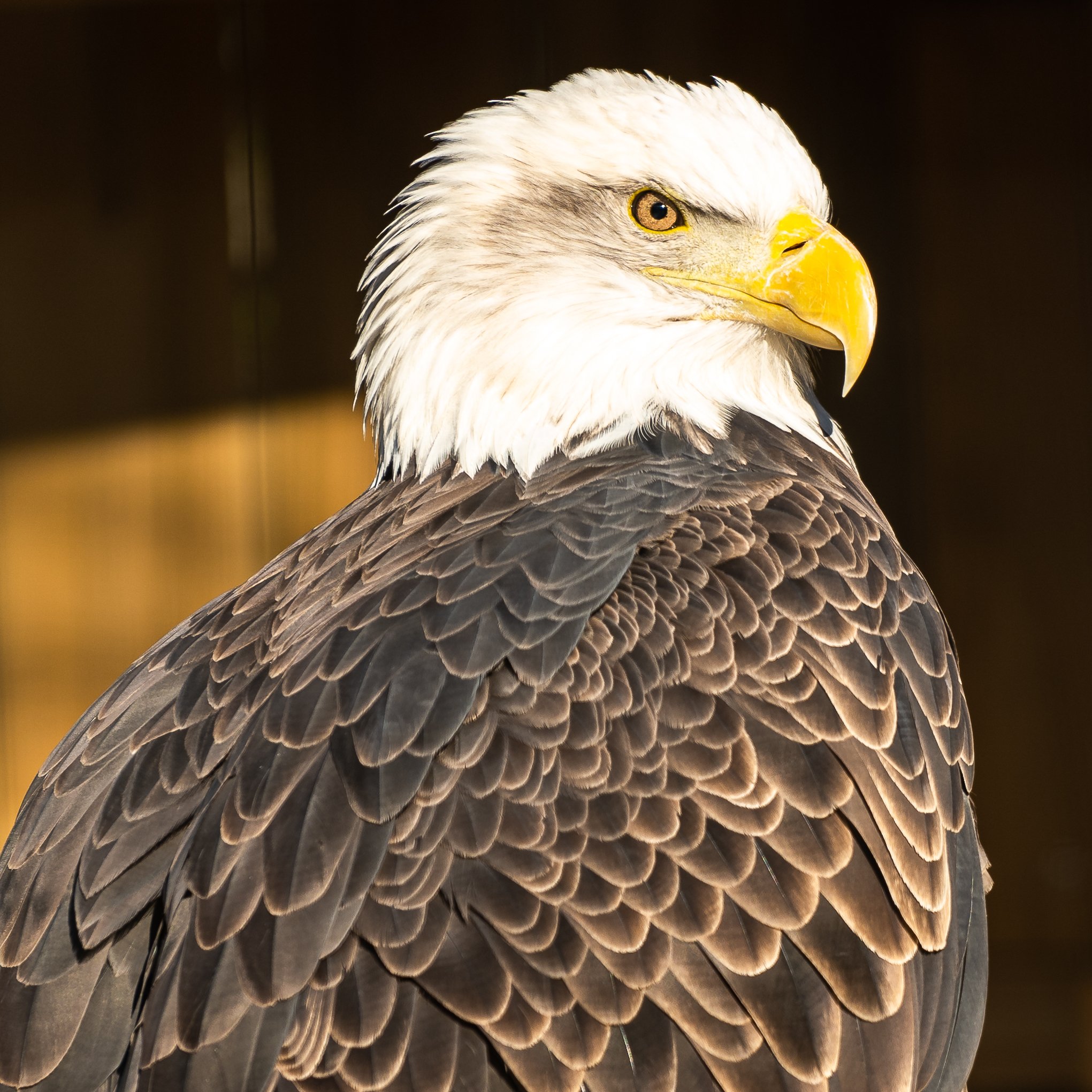 Bald Eagle; November 2021