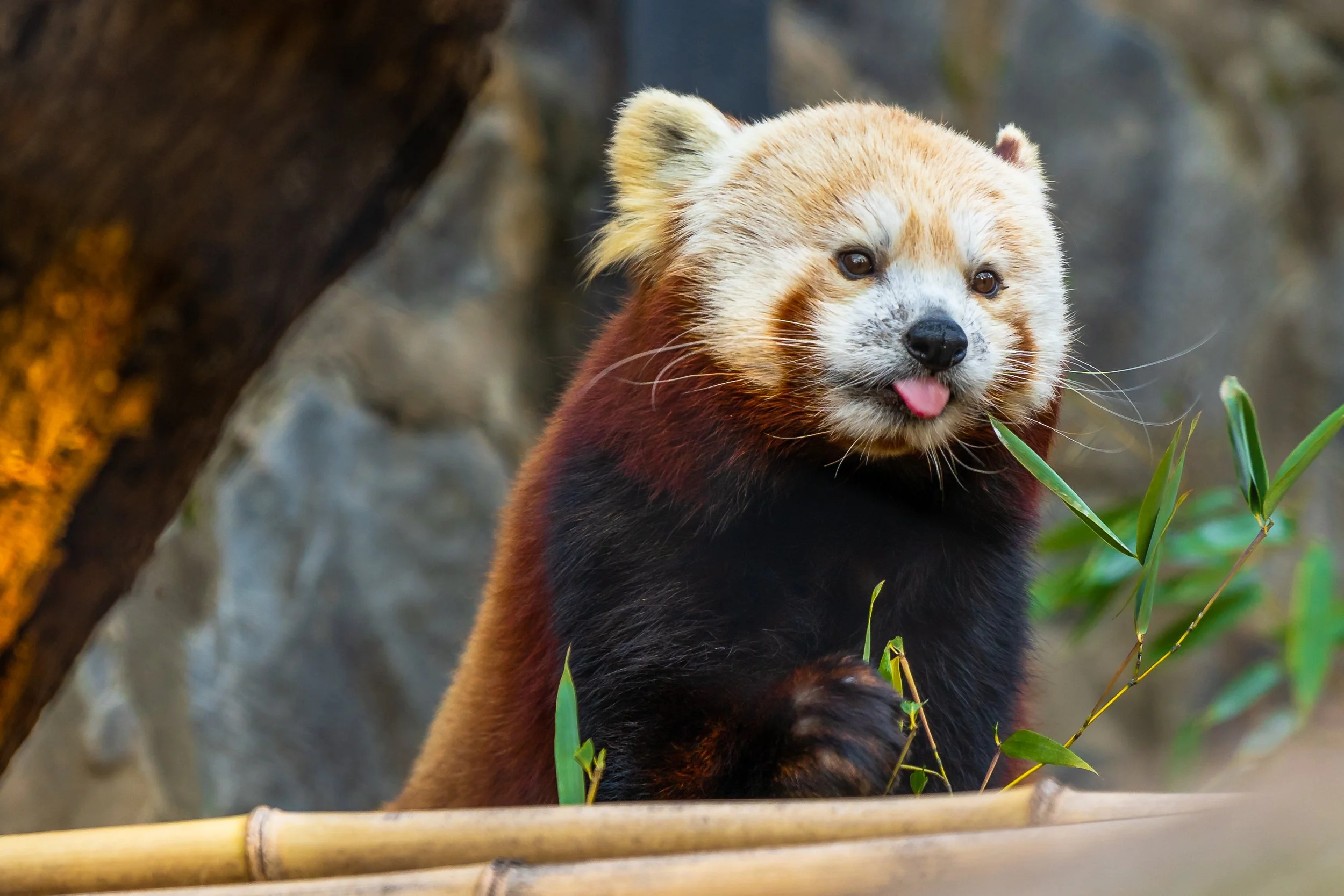 Red Panda; November 2021