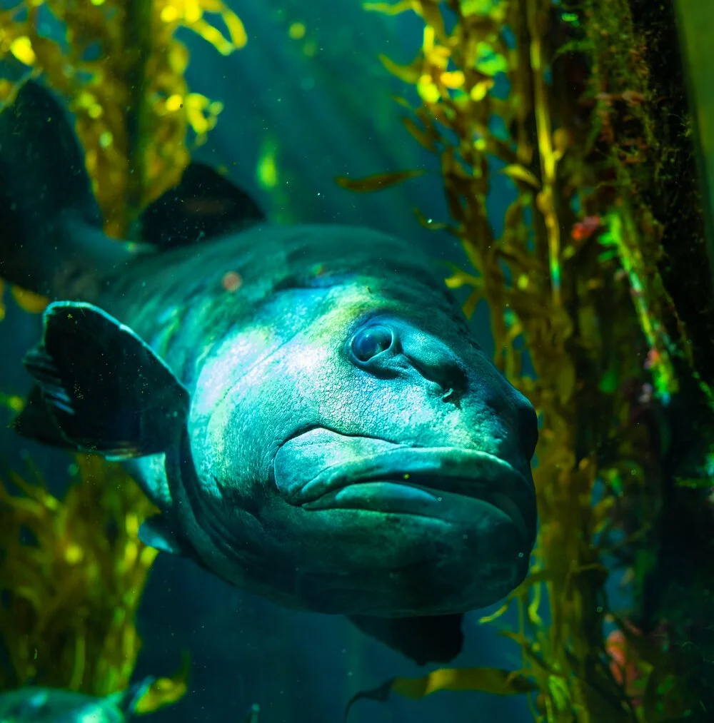 Giant Sea Bass; February 2020