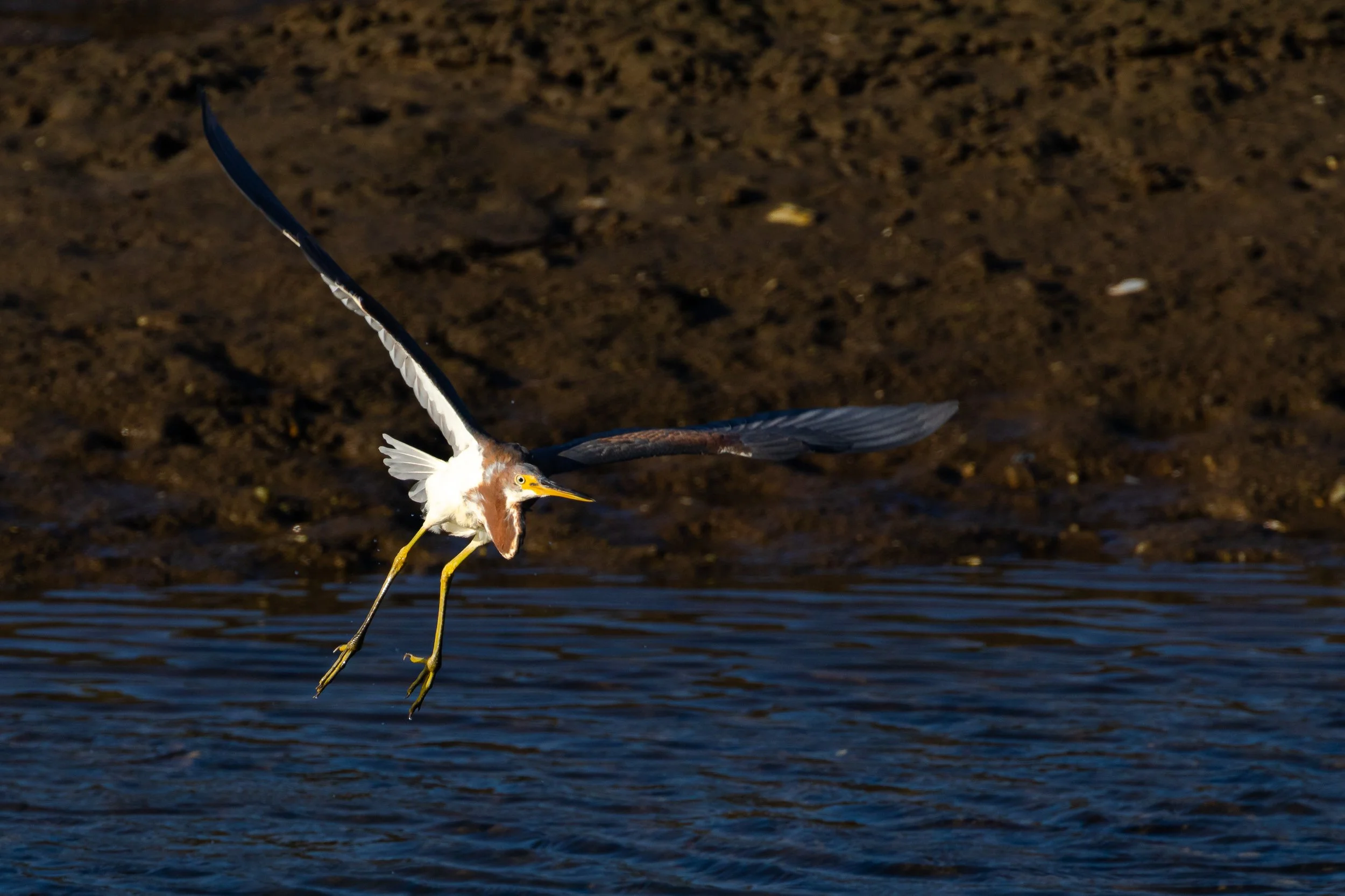 Tri-colored Heron; October 2017
