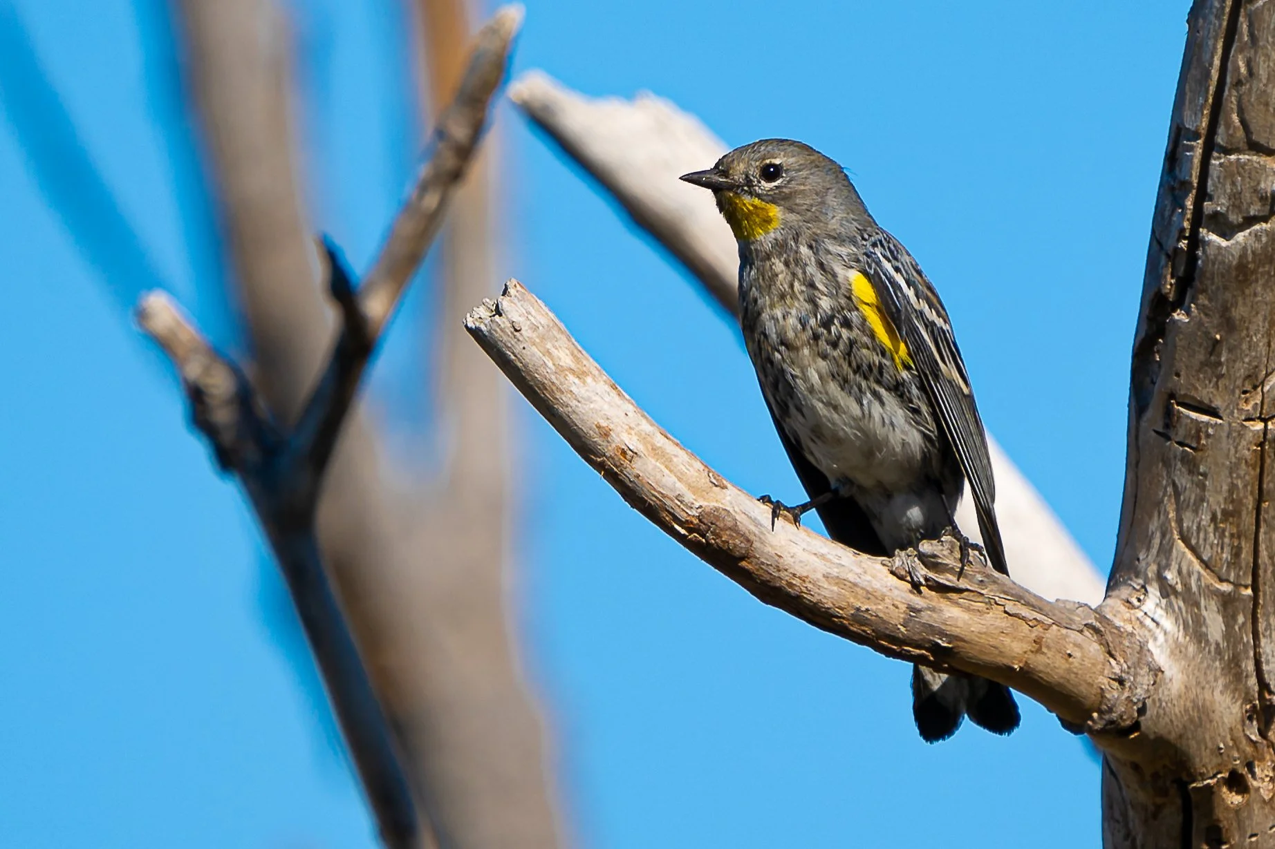 Yellow-rumped Warbler; January 2021