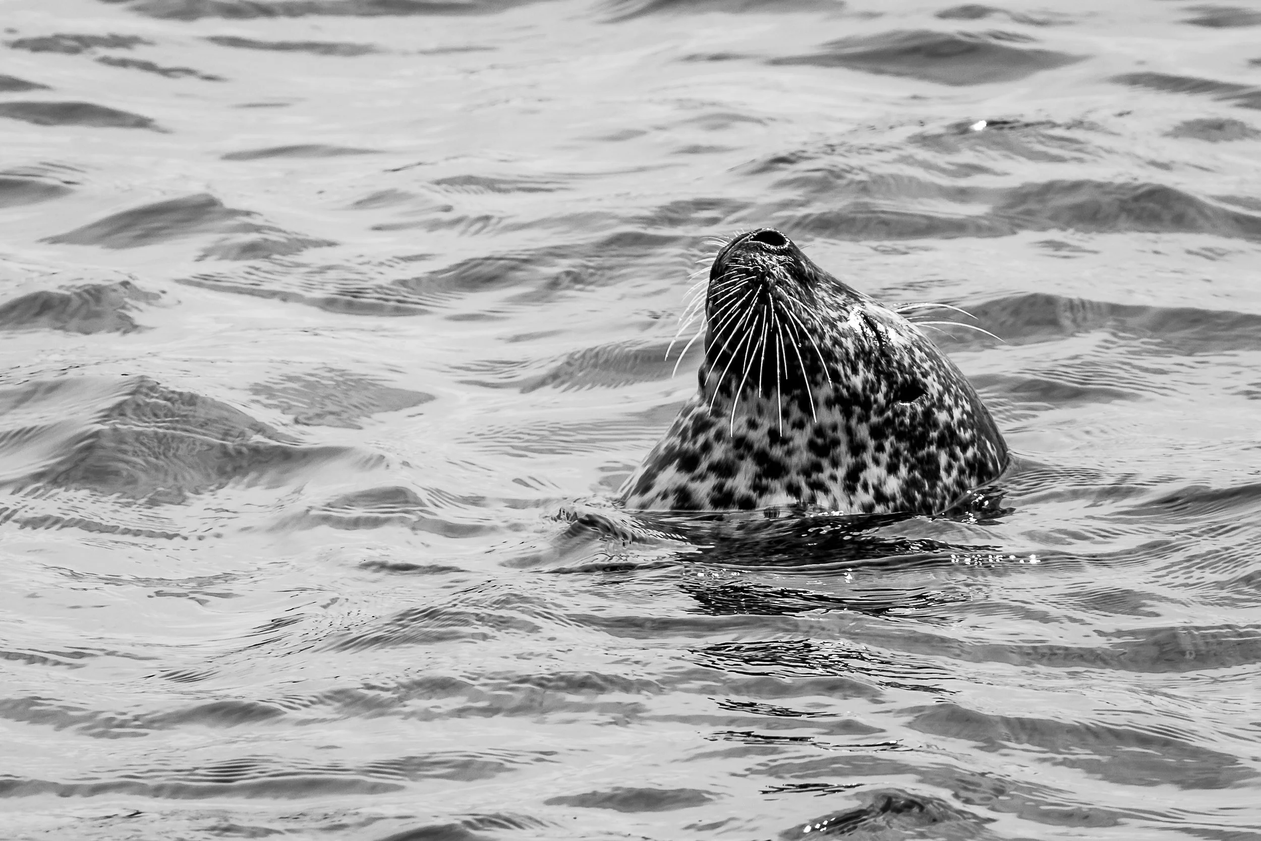 Monterey, CA; September 2018