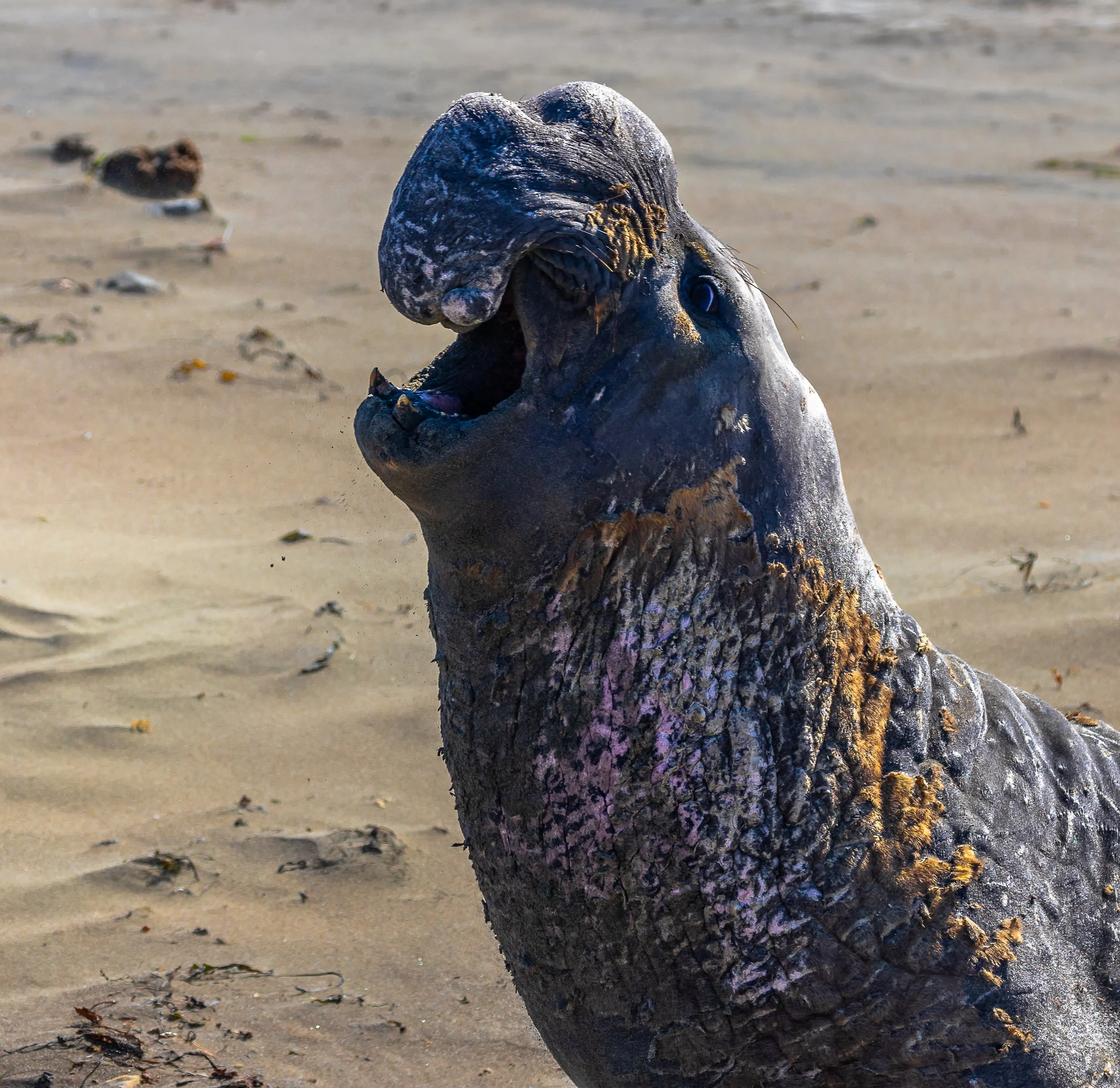 Northern Elephant Seal; September 2018