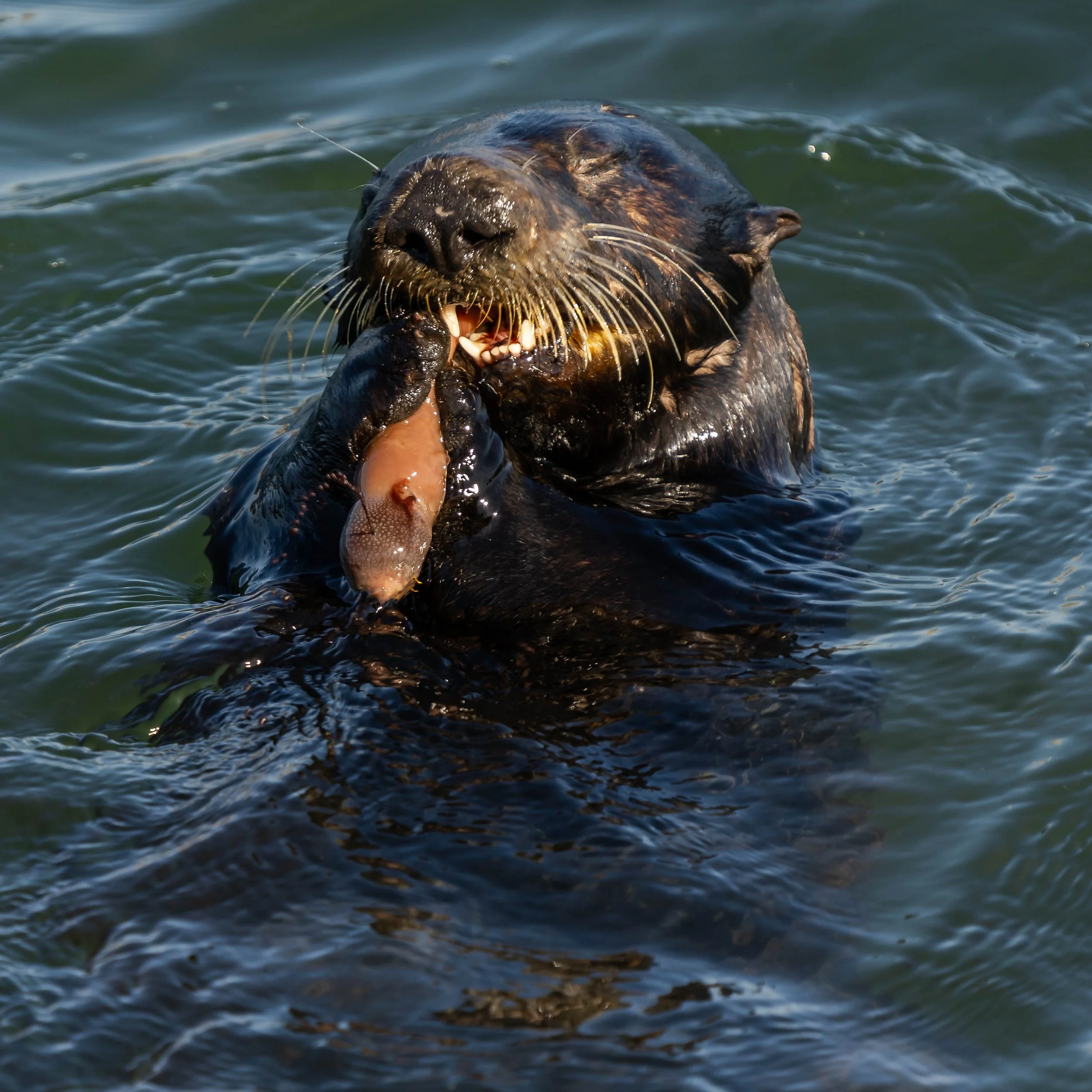 Southern Sea Otter; June 2022