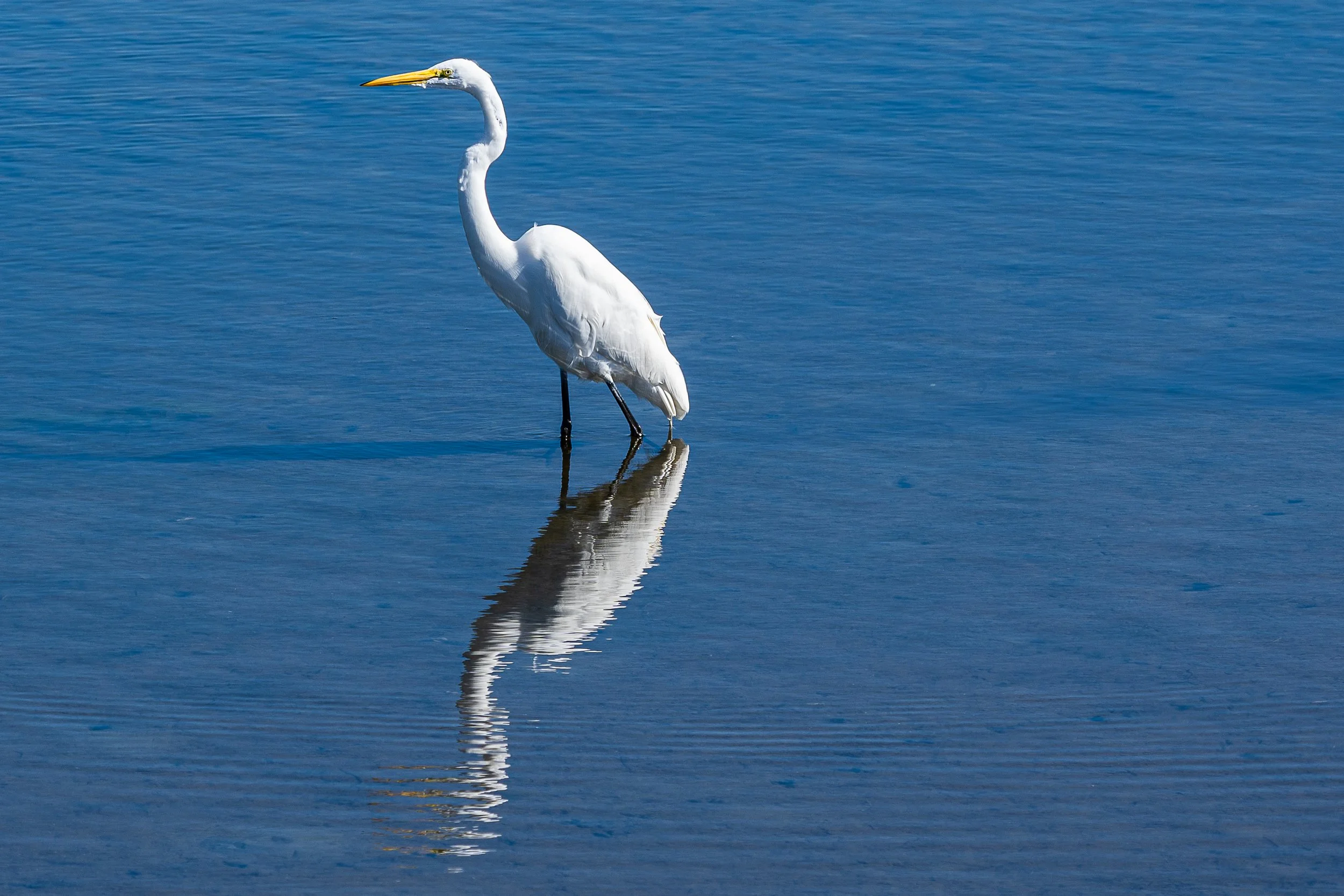 Great Egret; January 2021